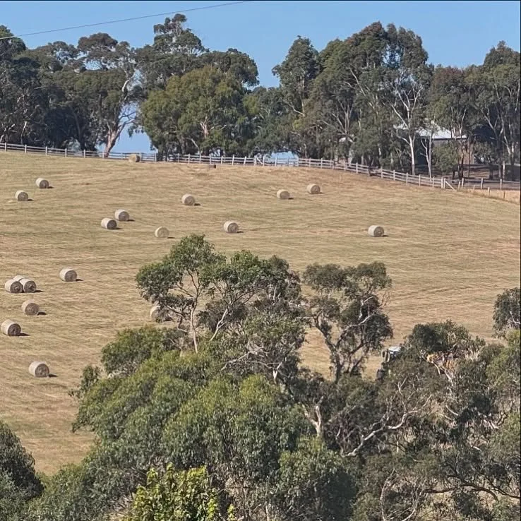 The hay man has come. We now have big beautiful bales of hay to admire from the barn deck.