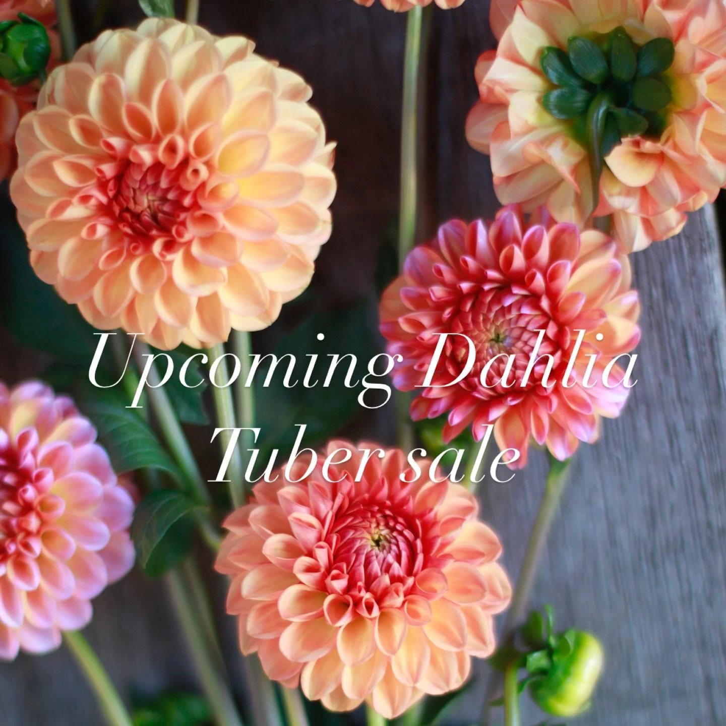 If you would like to plant these beauties in your own garden, please join the mailing list via our website. Our sale is soon to go live with 33 varieties to list initially, and more to come over the next few weeks. 
Dahlias are rewarding to grow beca