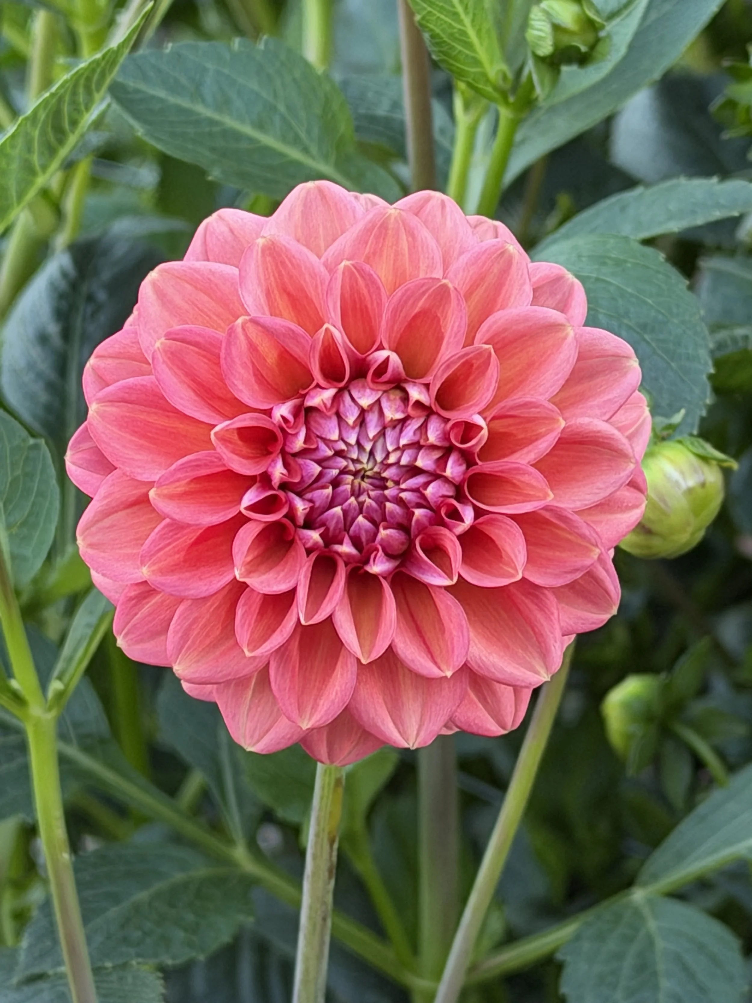 florelie quince 8.jpg