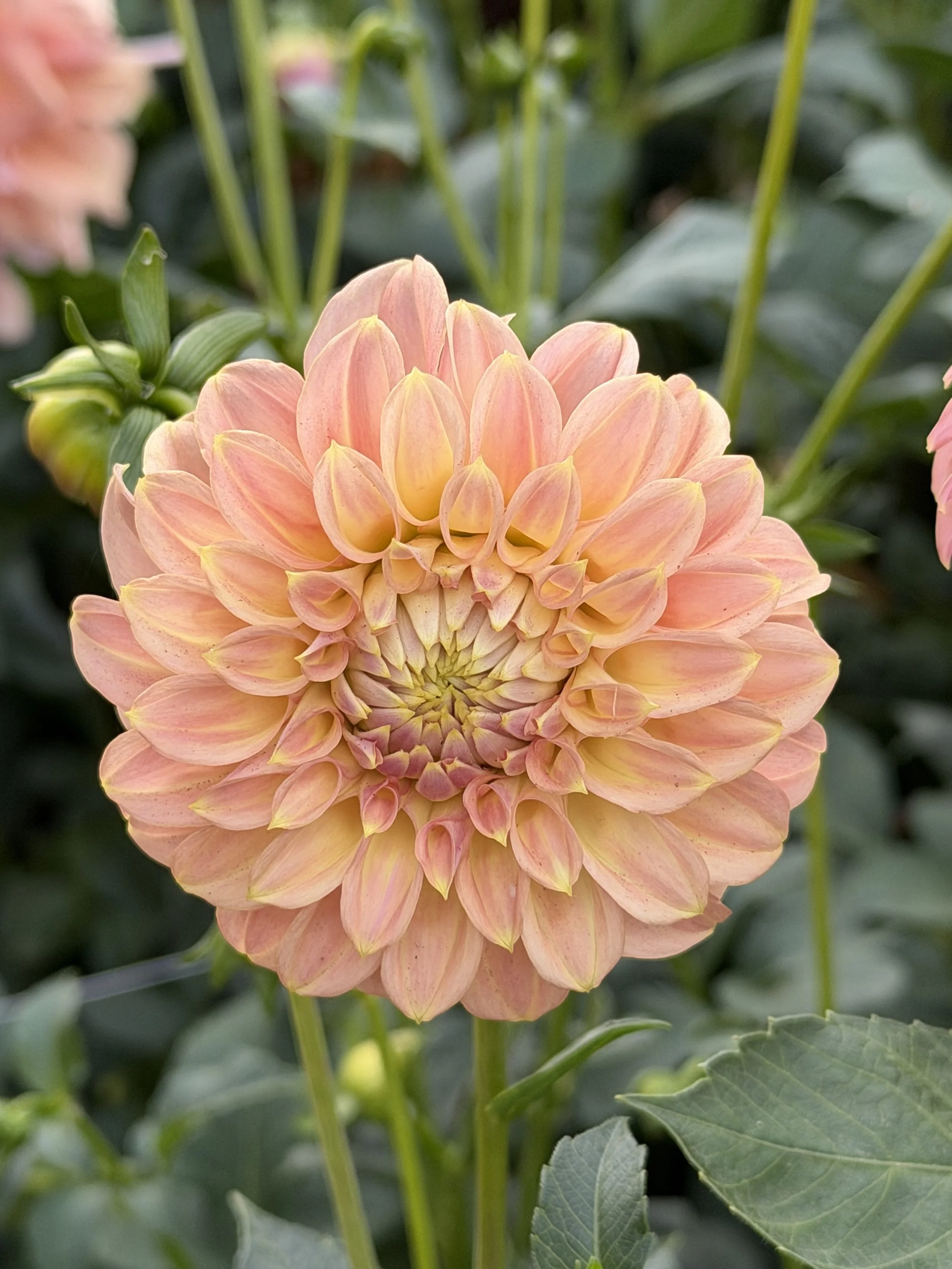 coorabell astrid 4.jpg