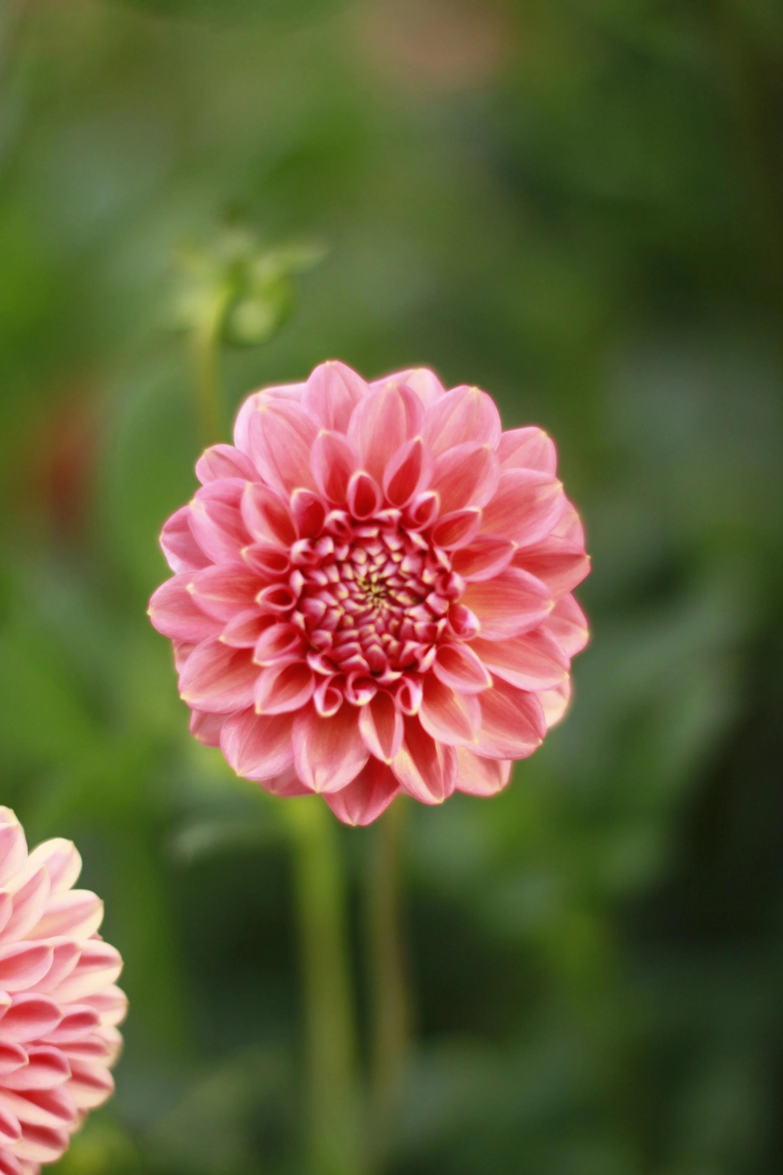 Florelie quince 7.JPG