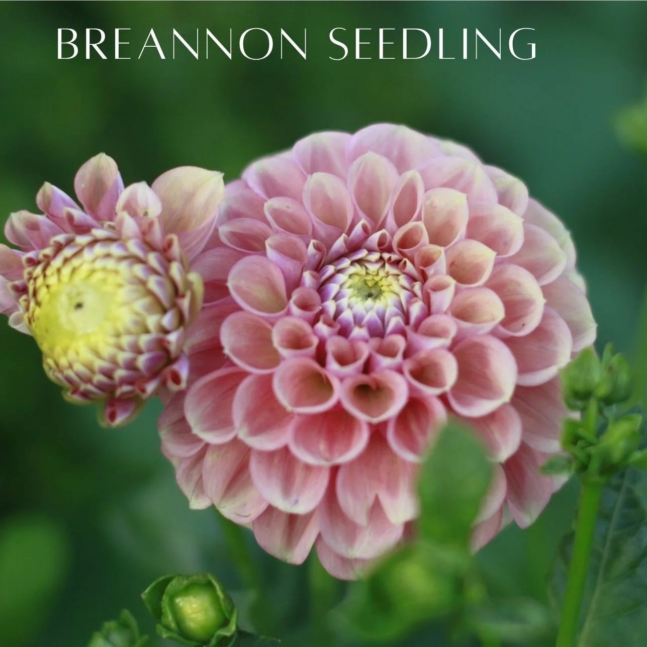 breannon+seedling.jpg
