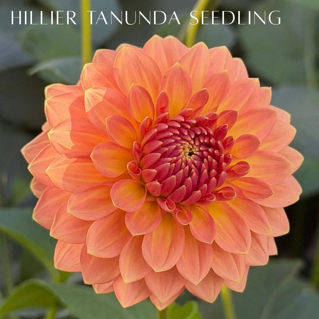 hillier tanunda Seedling 2.jpg