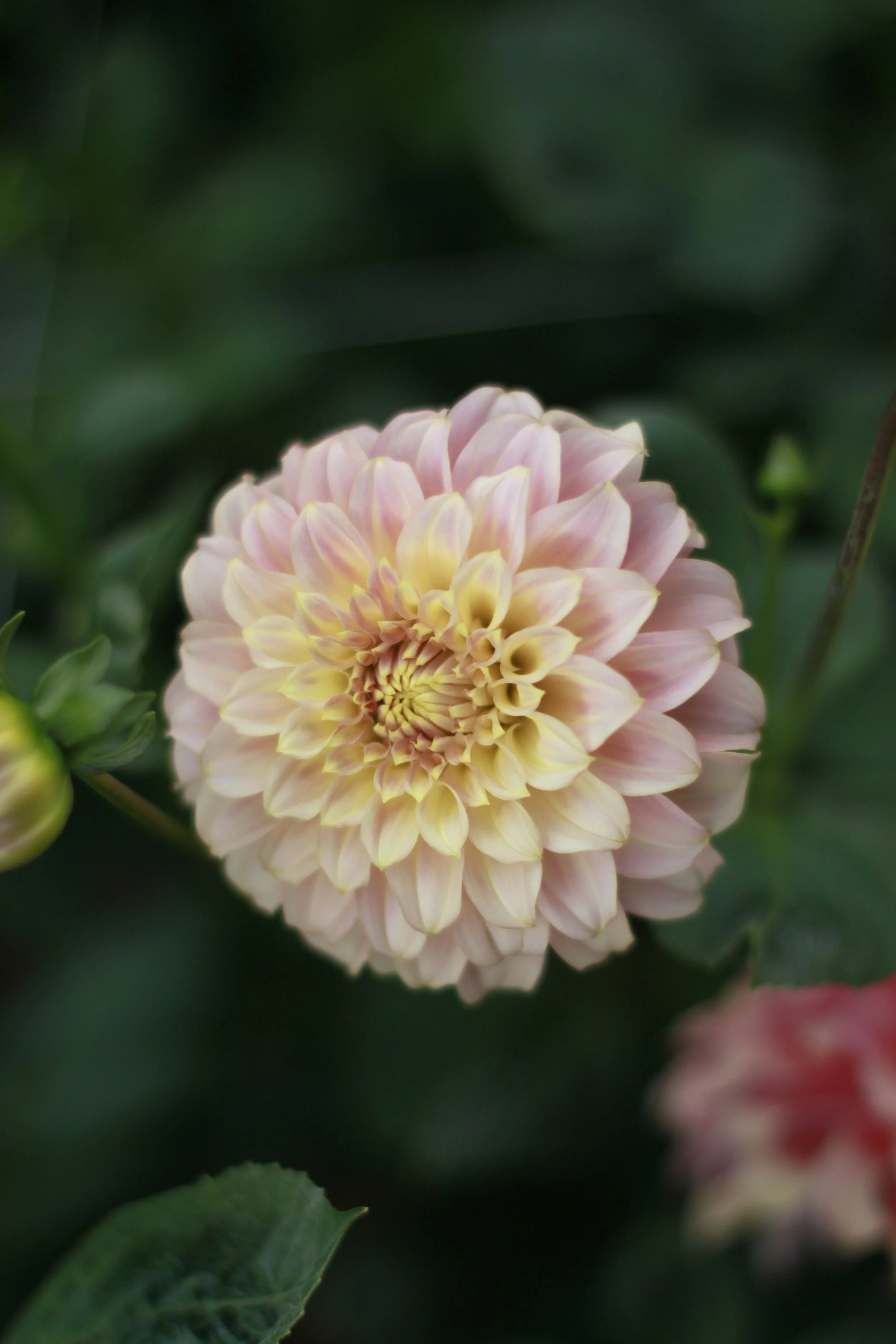 coorabell astrid 1.JPG