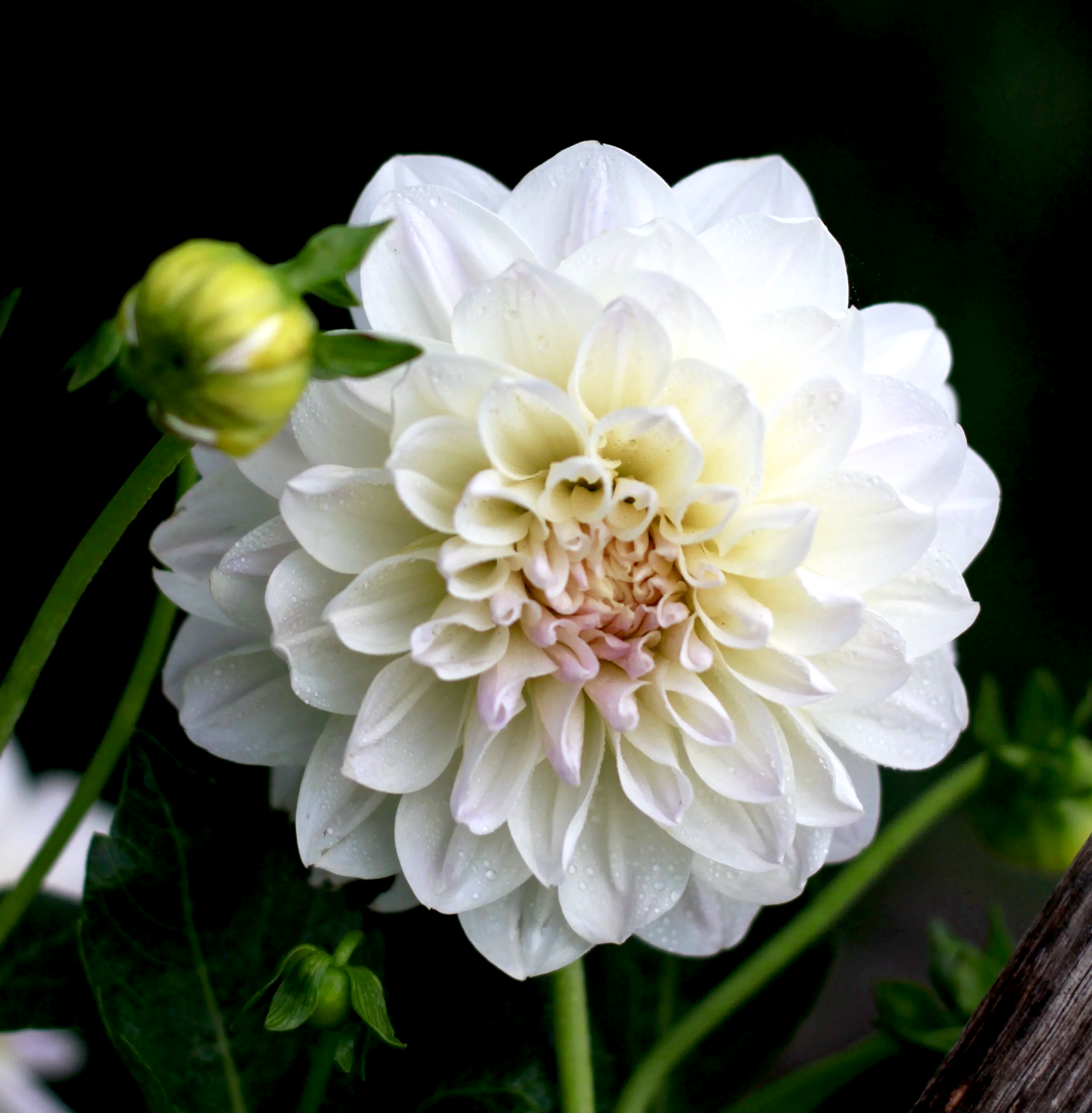 Dahlia Seeds from Joy Burkitt (open pollinated) x 5