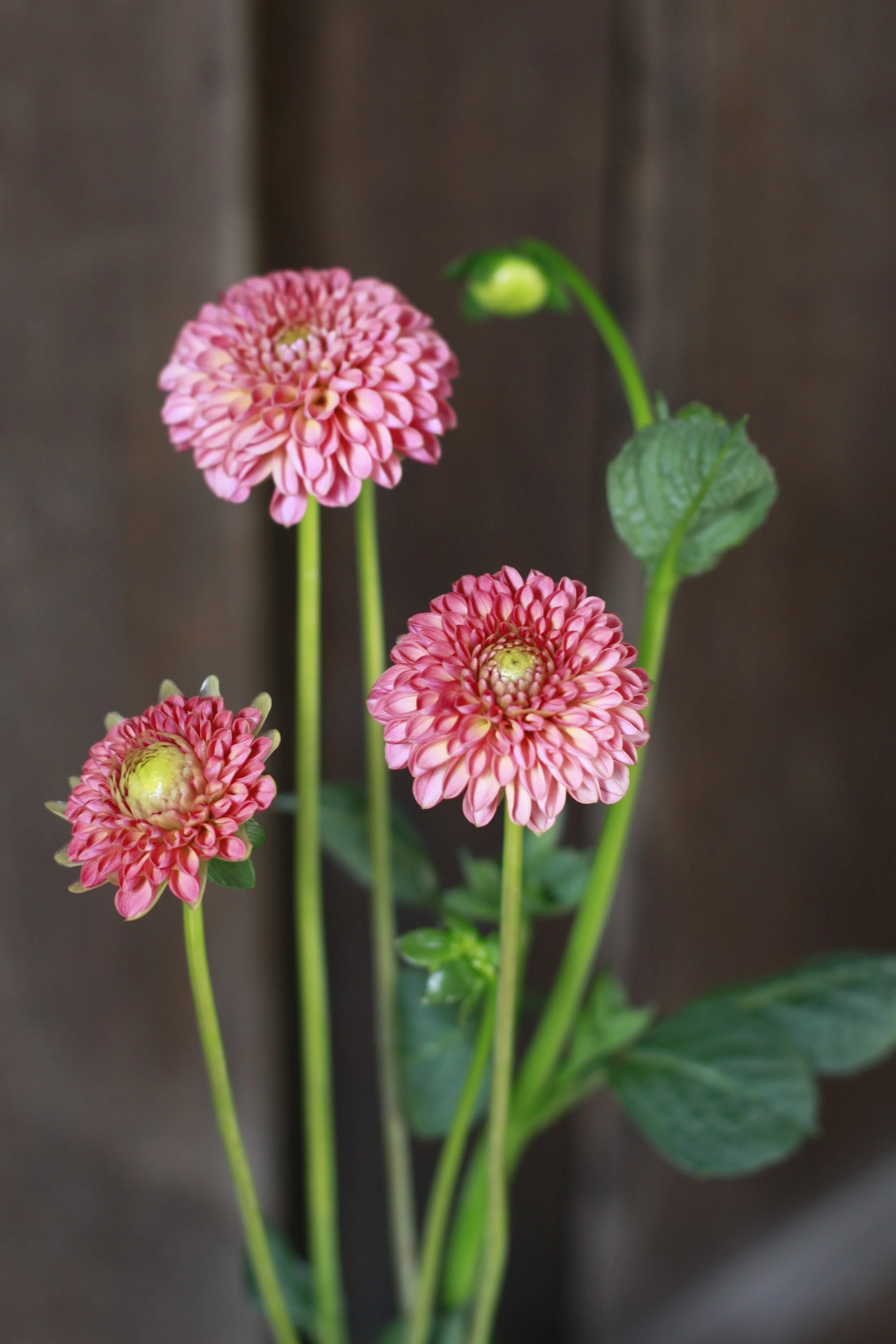 little peaches 7.JPG