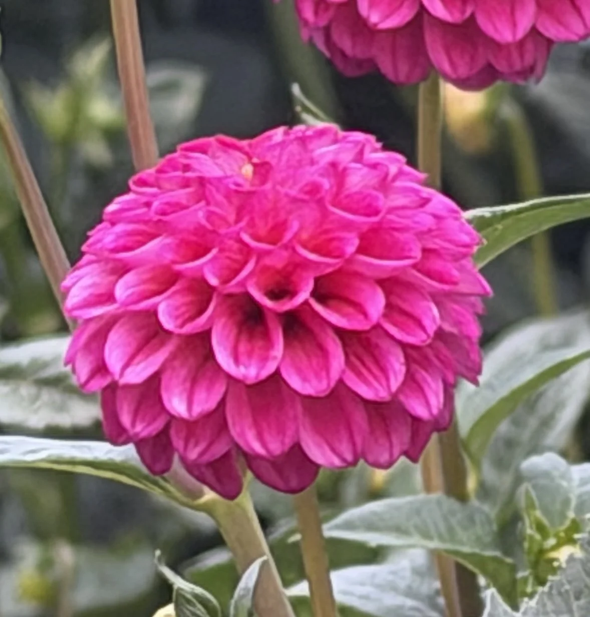 woden surprise 4.jpg