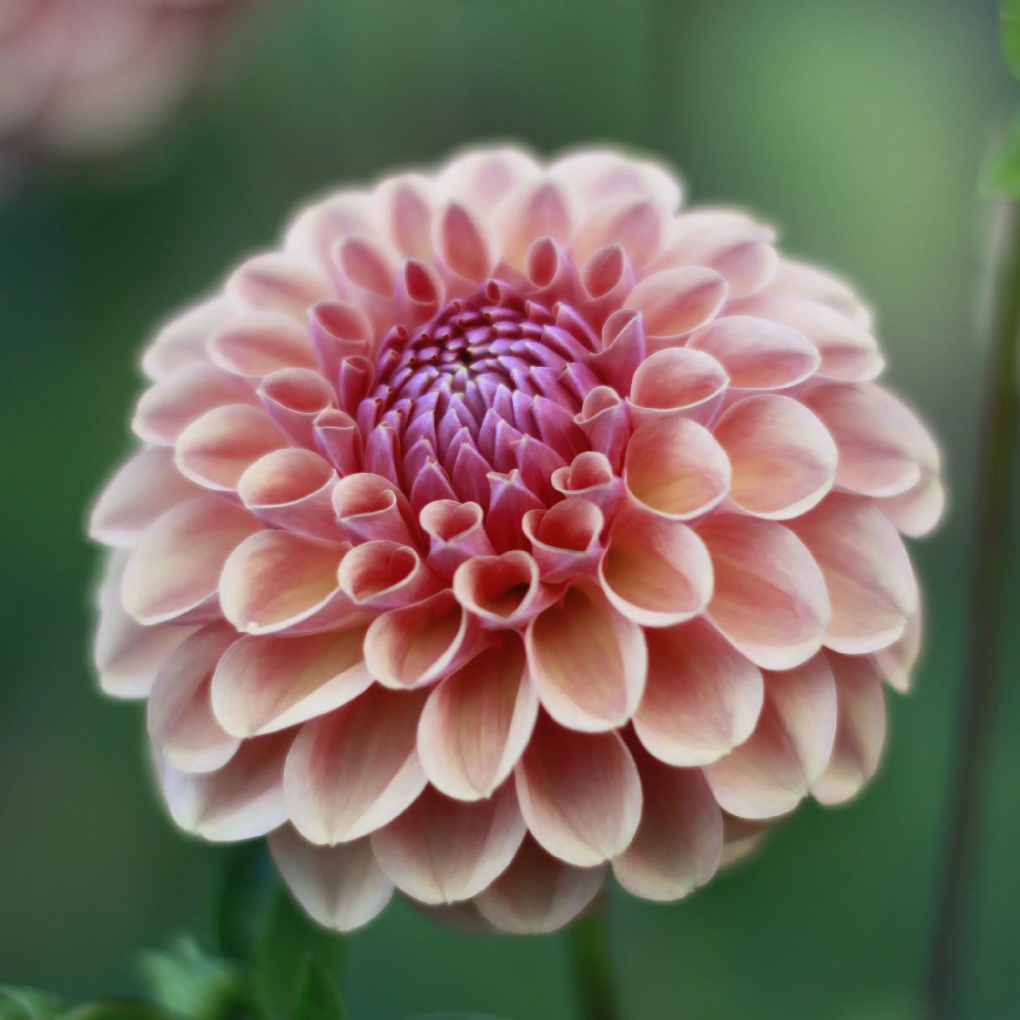 Dahlia Seeds from Breannon (open pollinated) x 5