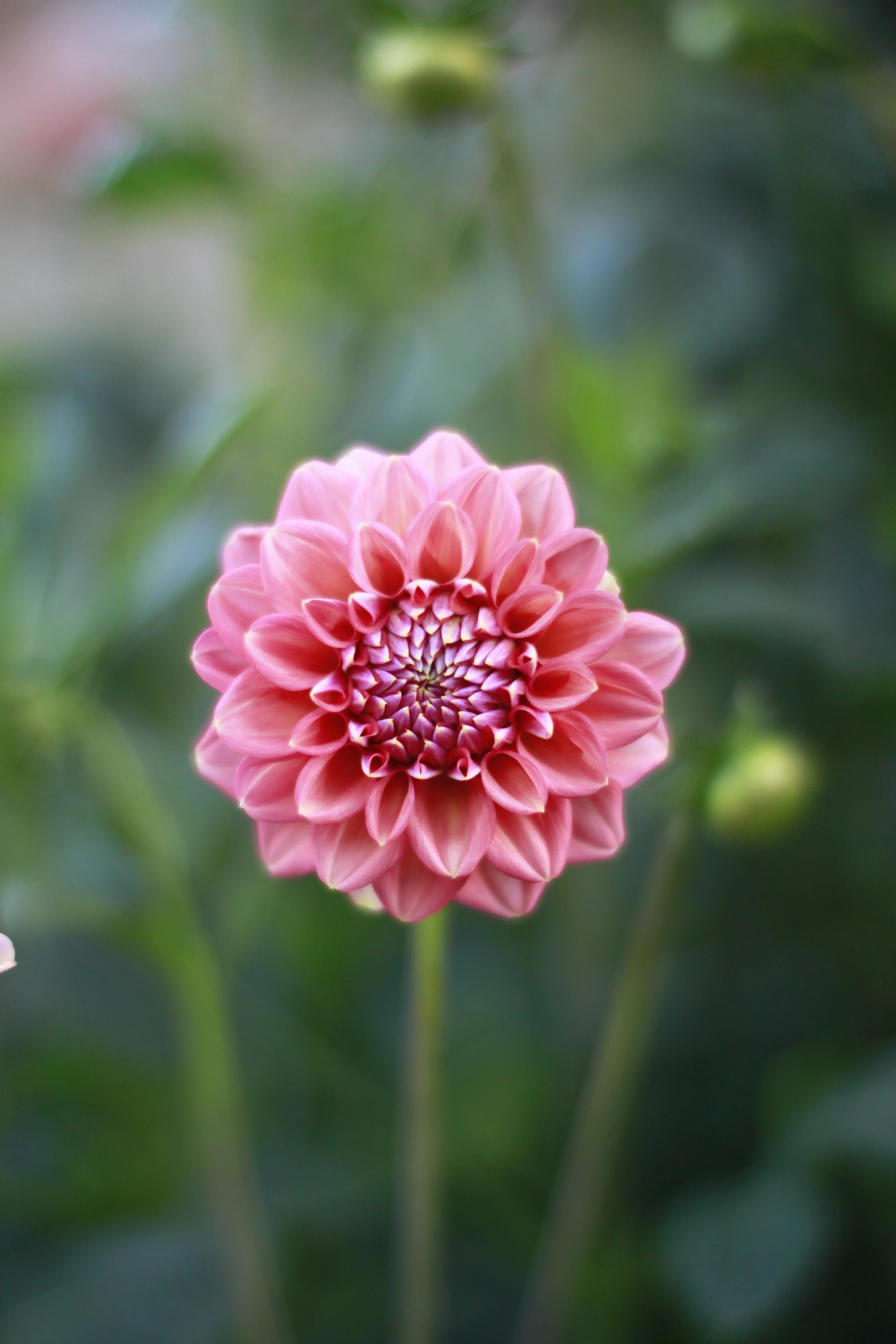 florelie quince 3.JPG