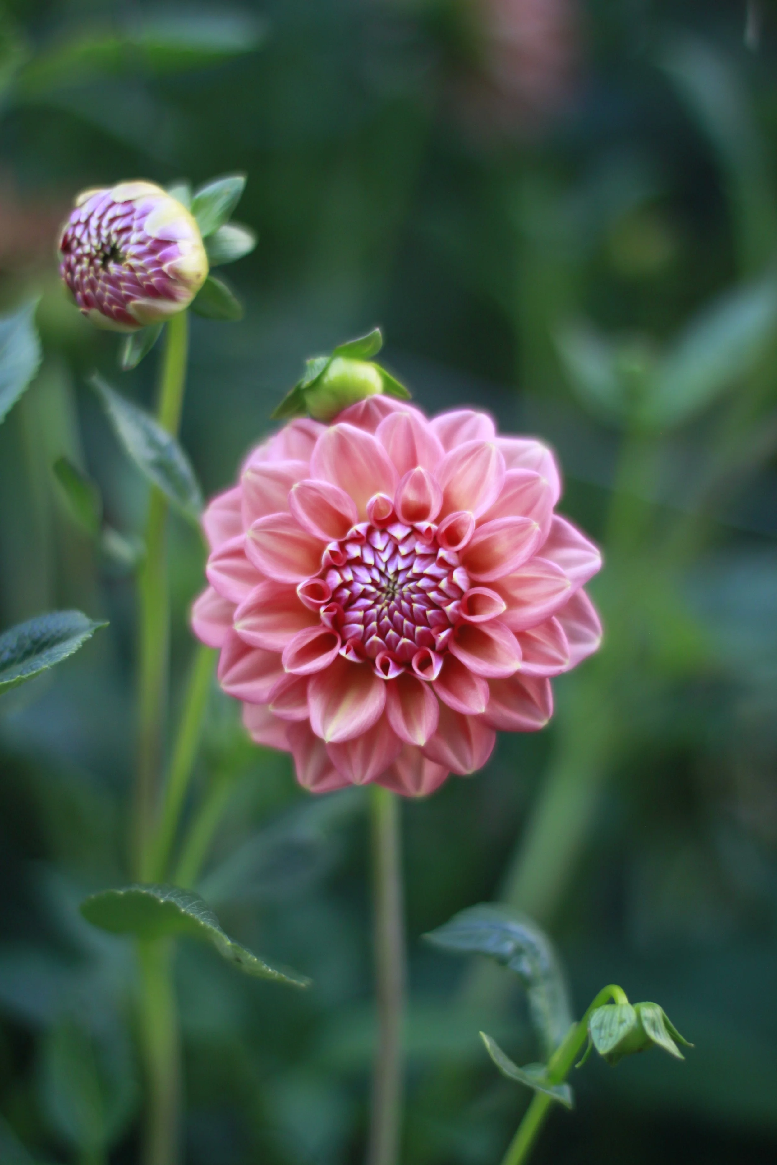 florelie quince 2.JPG