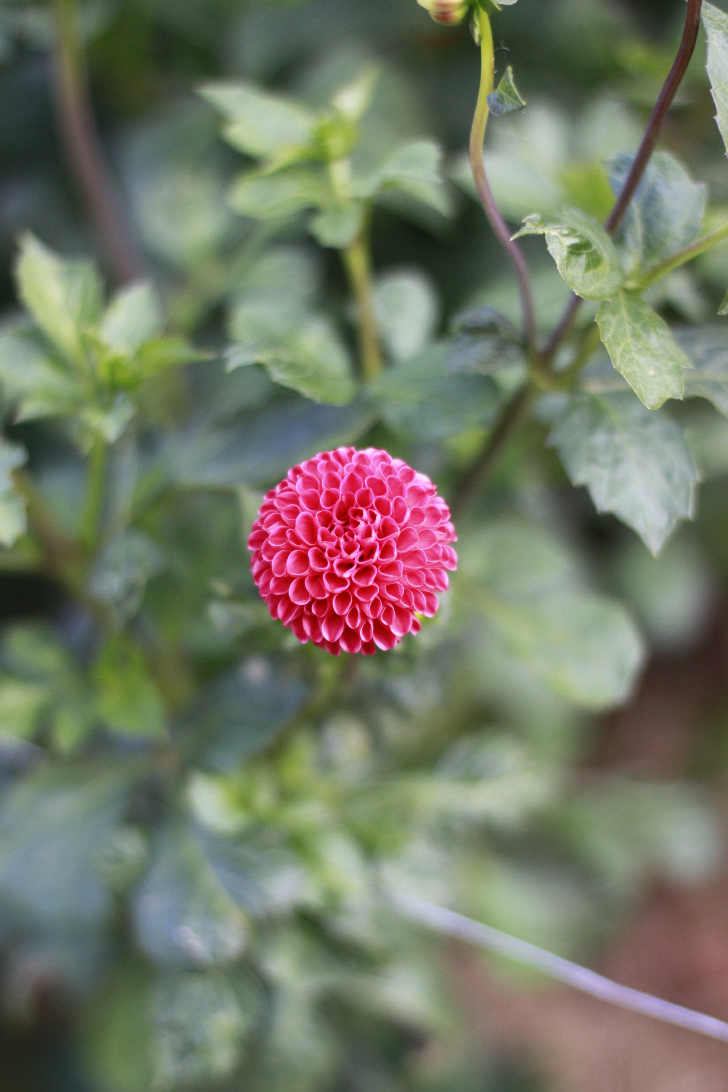 pensford marion 1.JPG