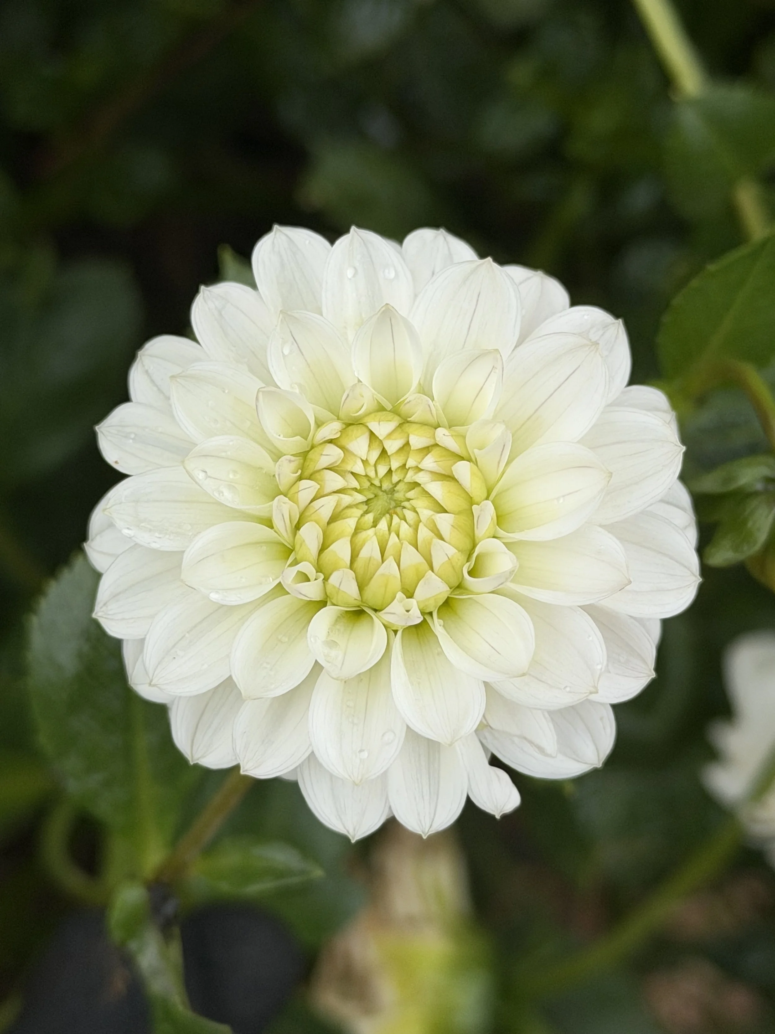 florelie cowrie 7.jpg