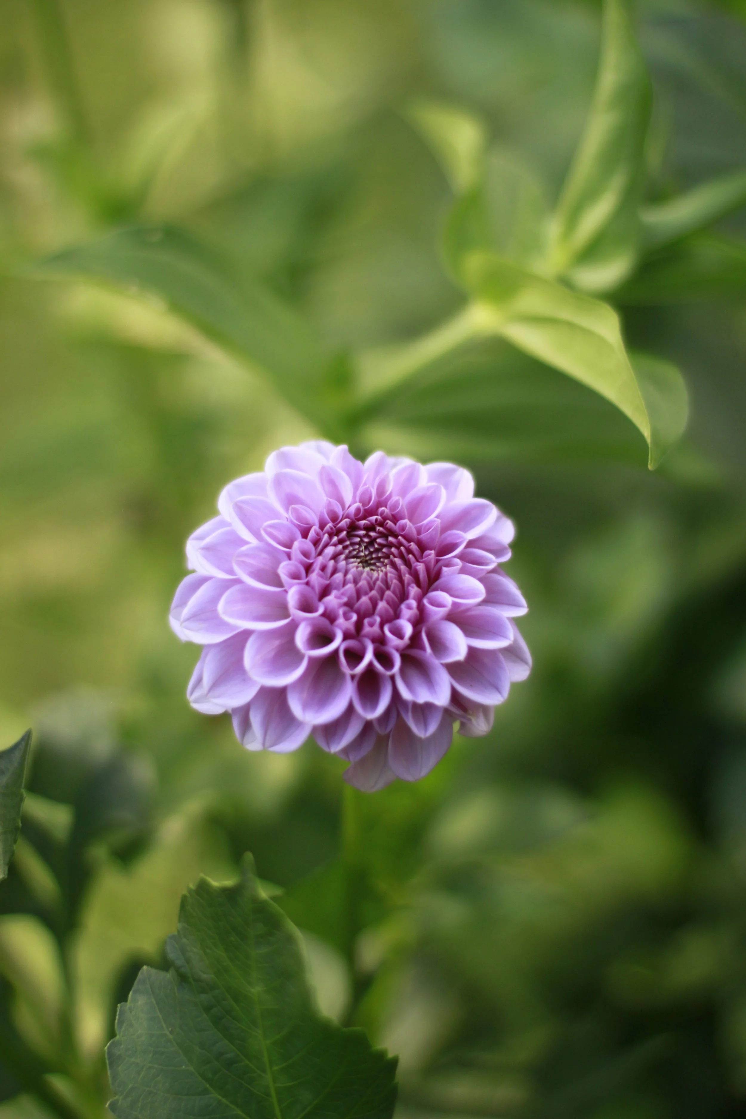 Shirley Yeoman 10.JPG