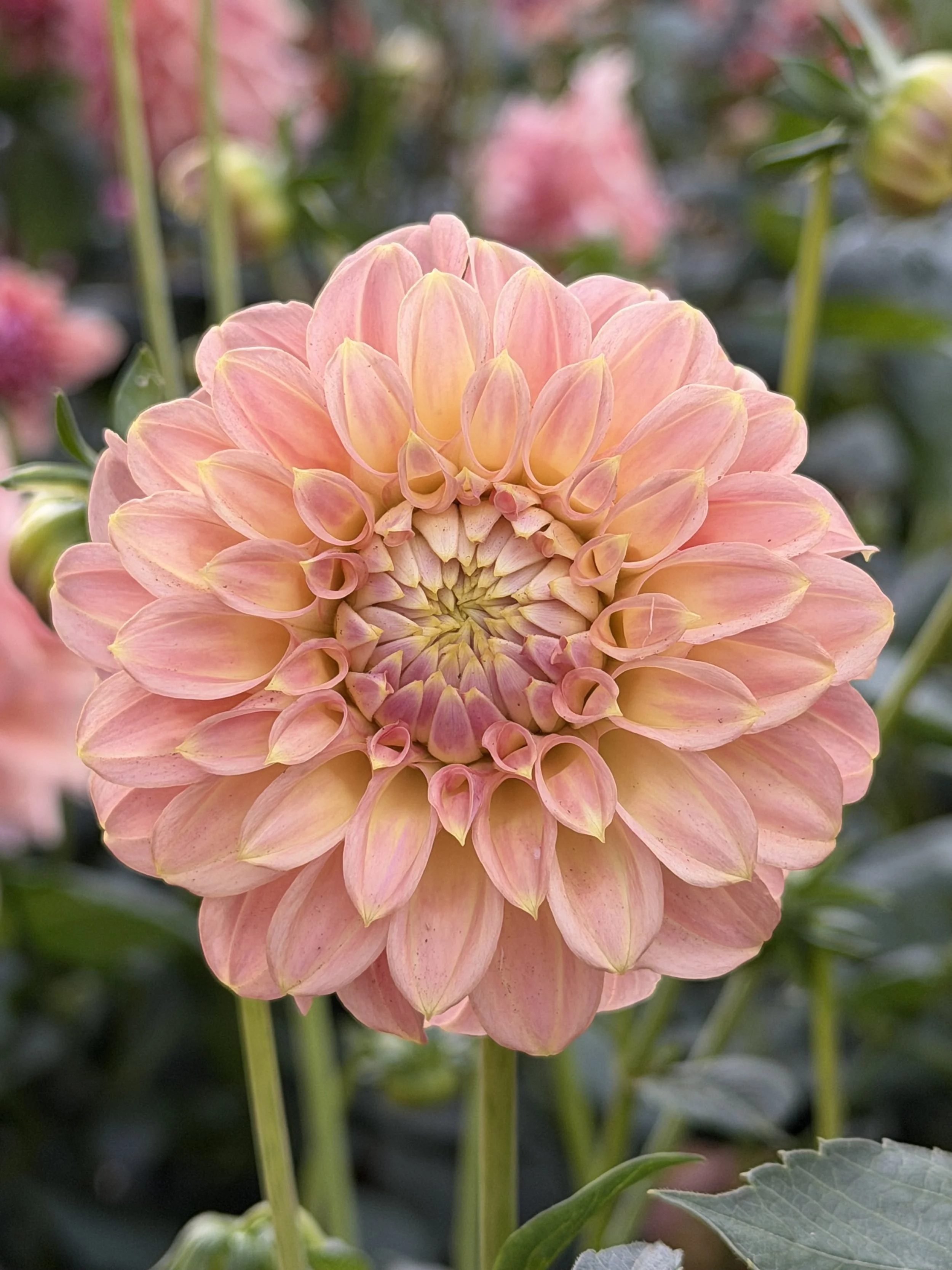 coorabell astrid 3.jpg