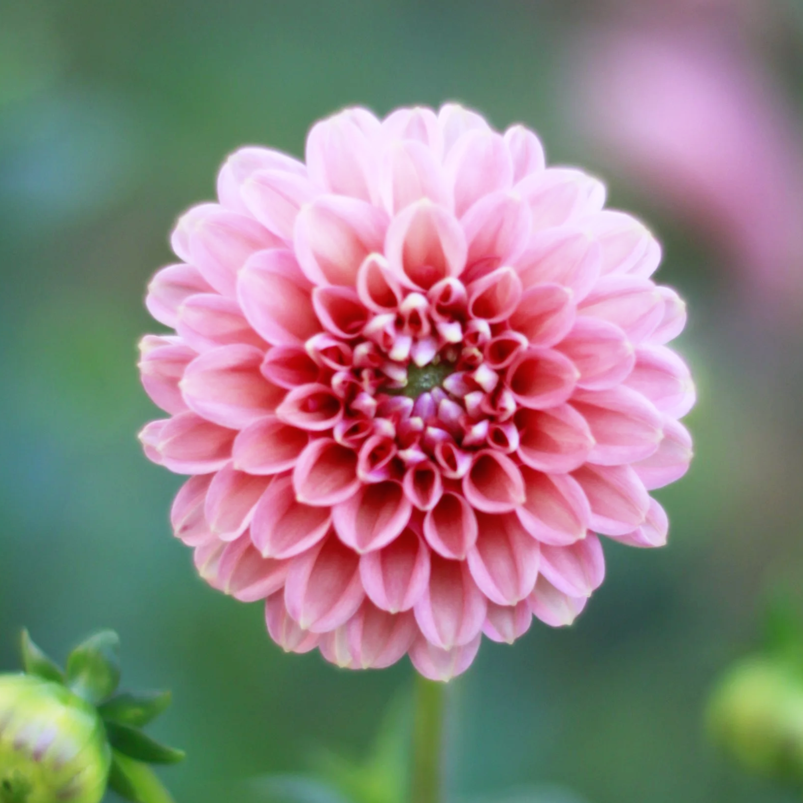 Florelie Quince Dahlia Seeds (open pollinated) x 5