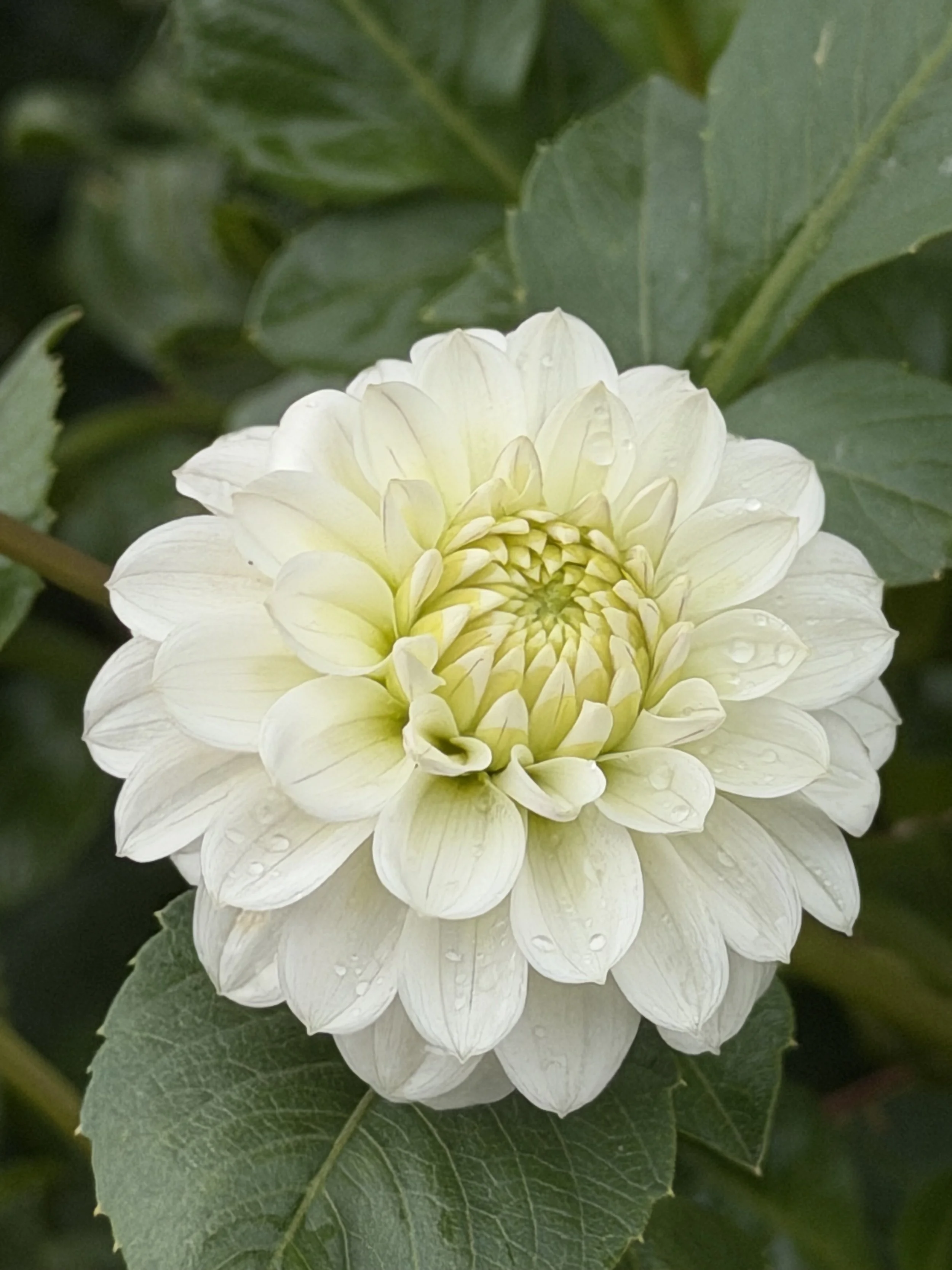 florelie cowrie 3.jpg