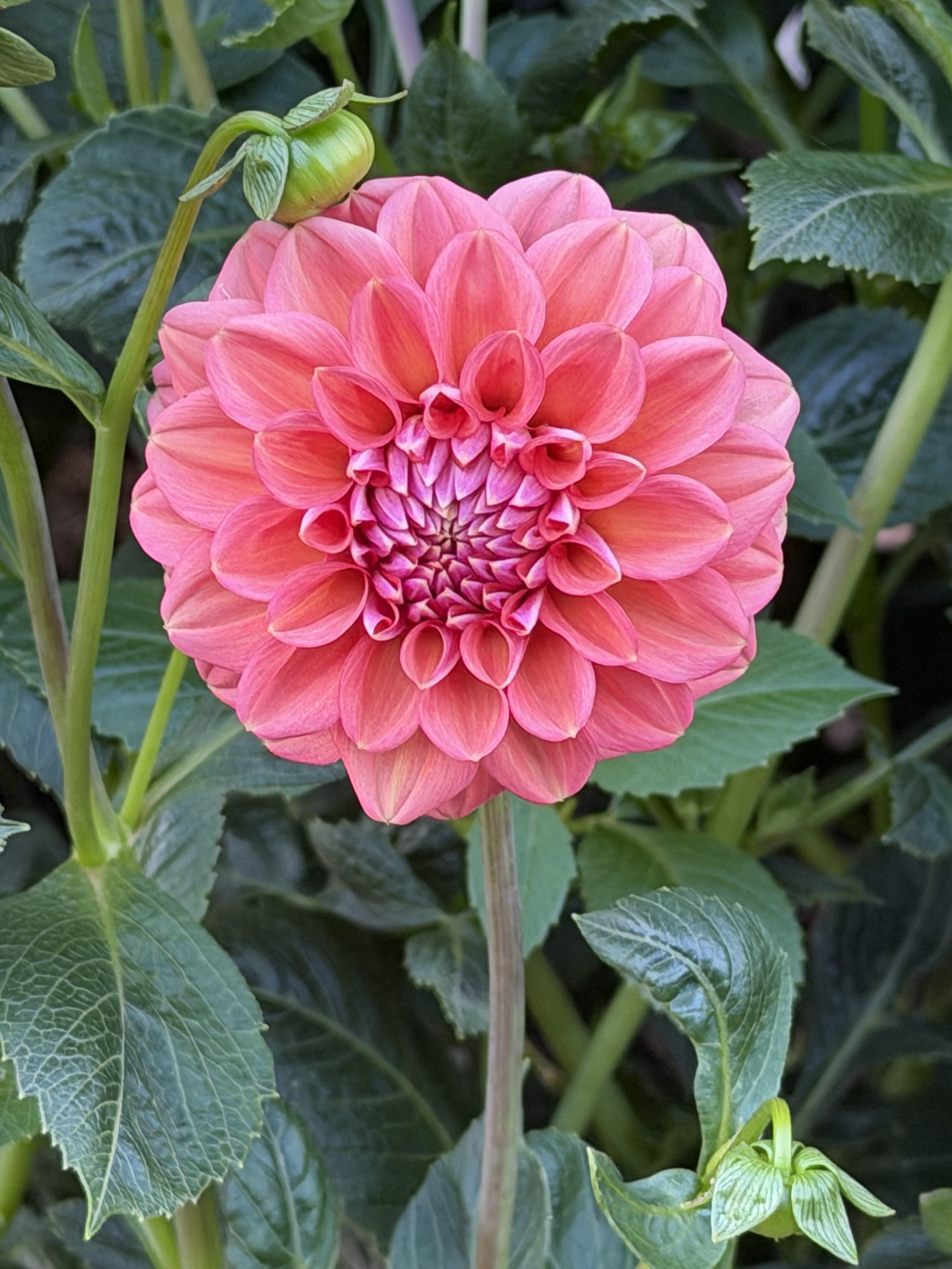 florelie quince 9.jpg