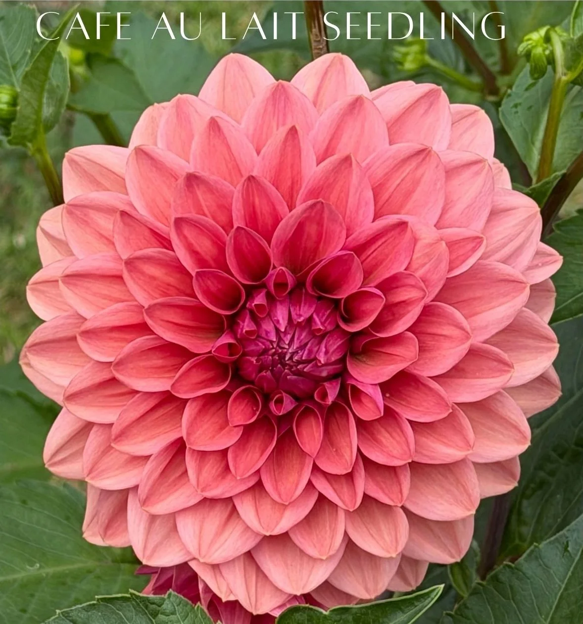 cafe au lait seedling.jpg