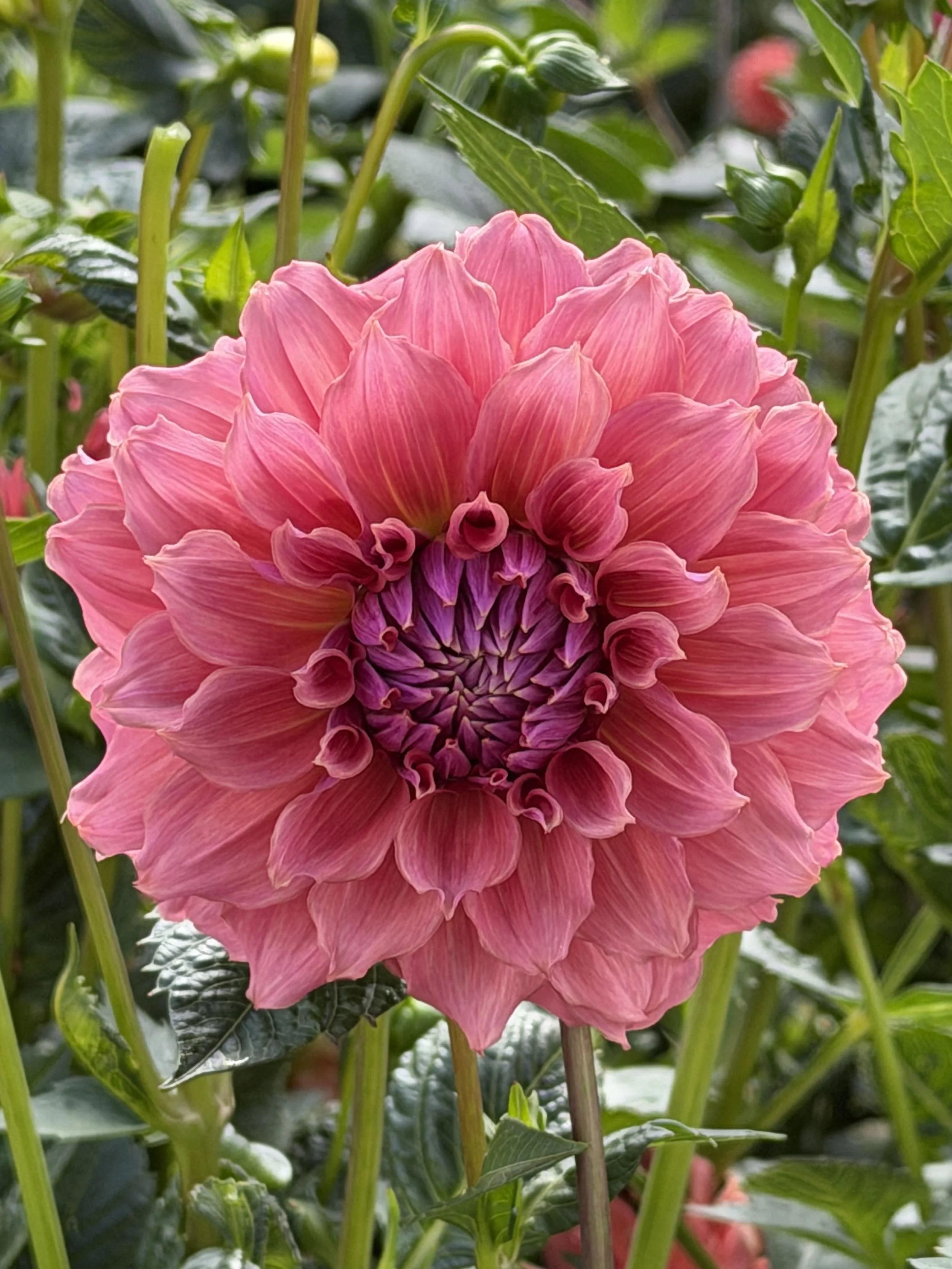 formby monarch 6.jpg