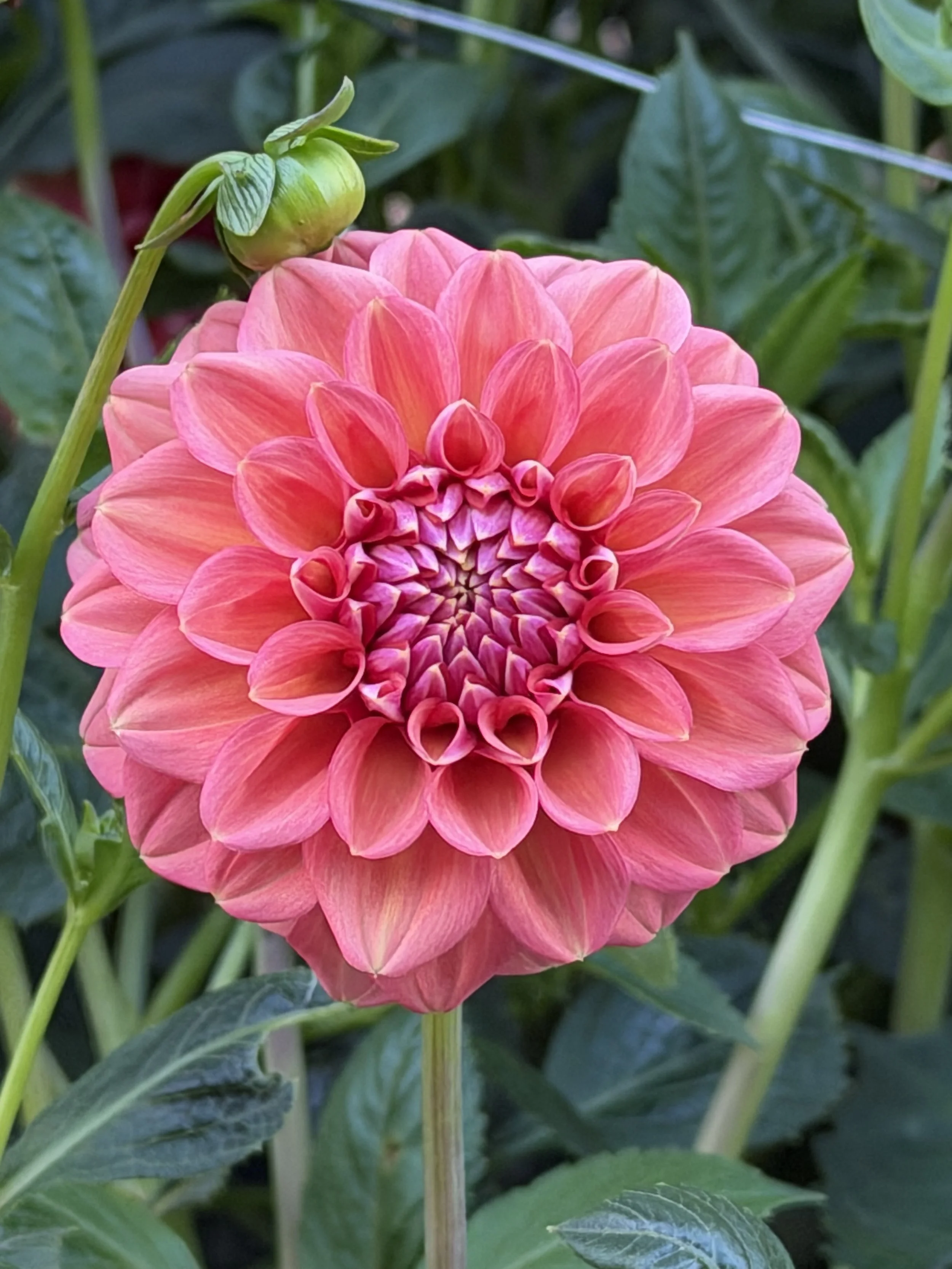 florelie quince 10.jpg