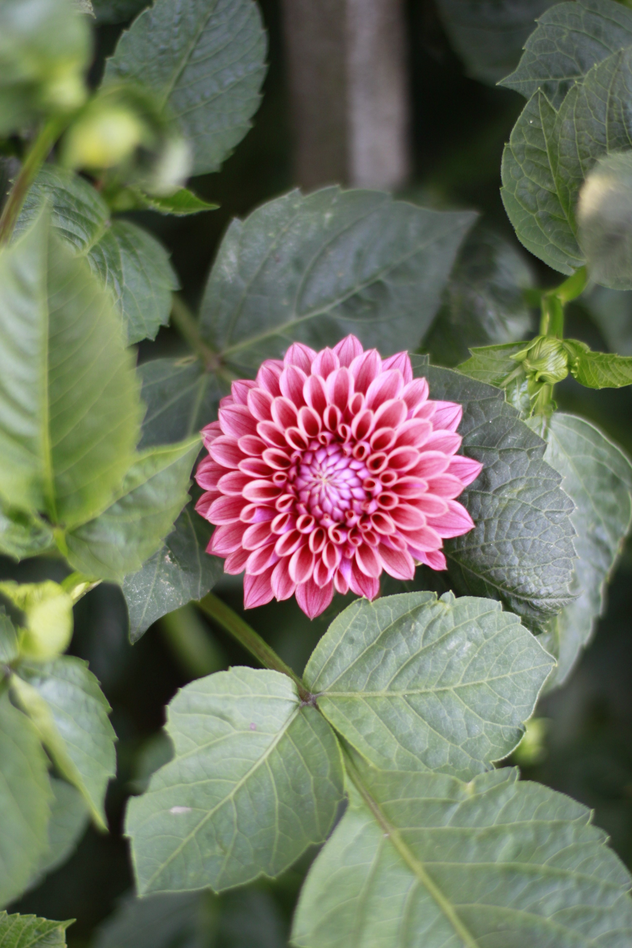 winkie truffle 2.JPG