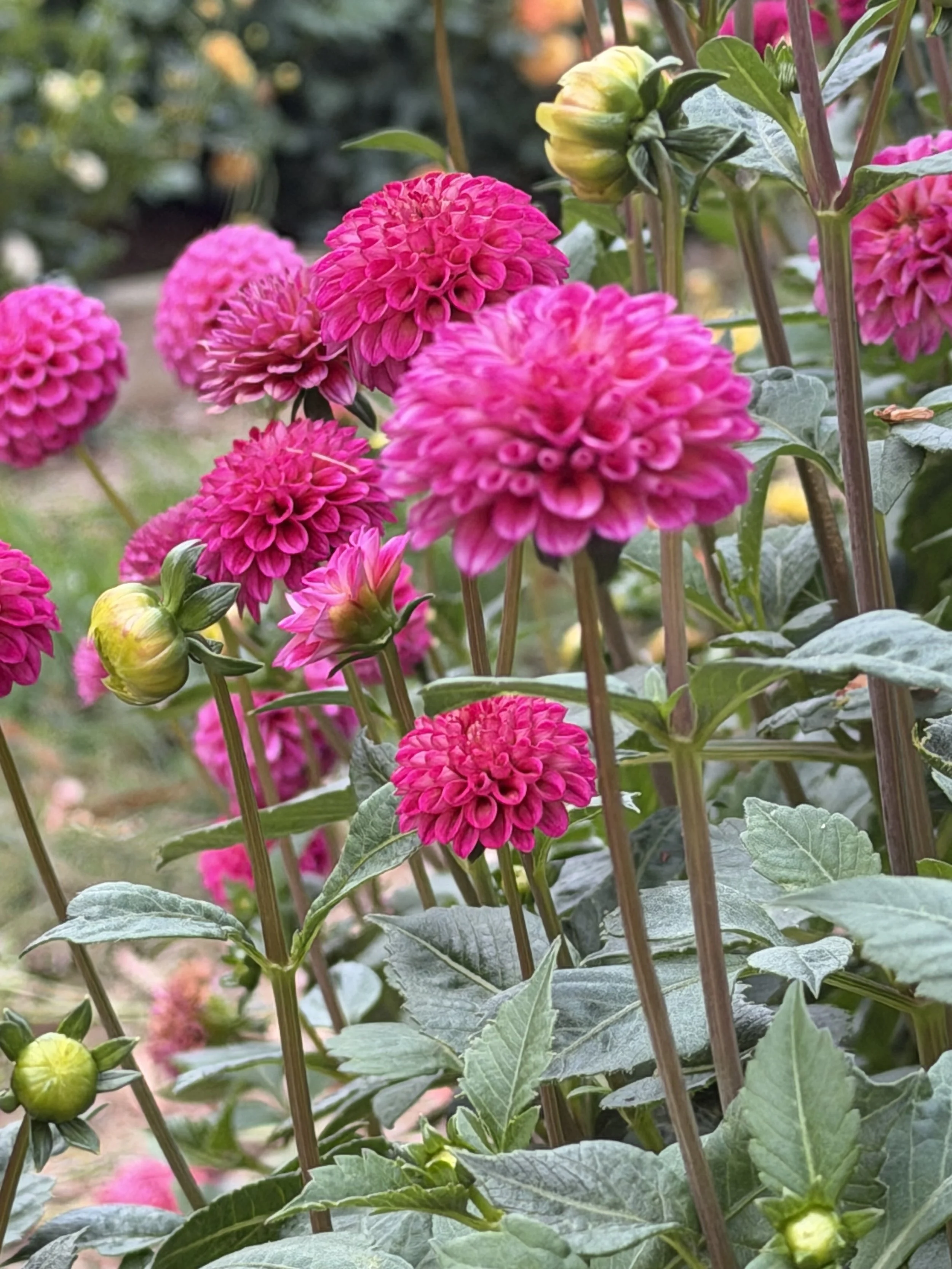 woden surprise 2.jpg