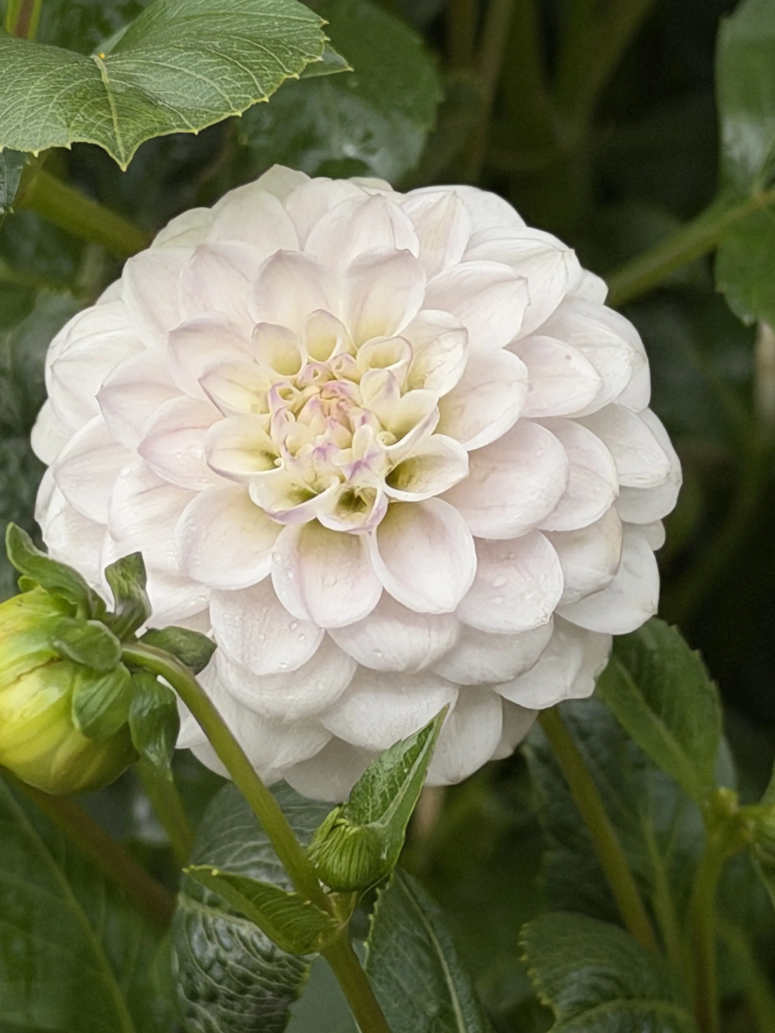 florelie cowrie 4.jpg