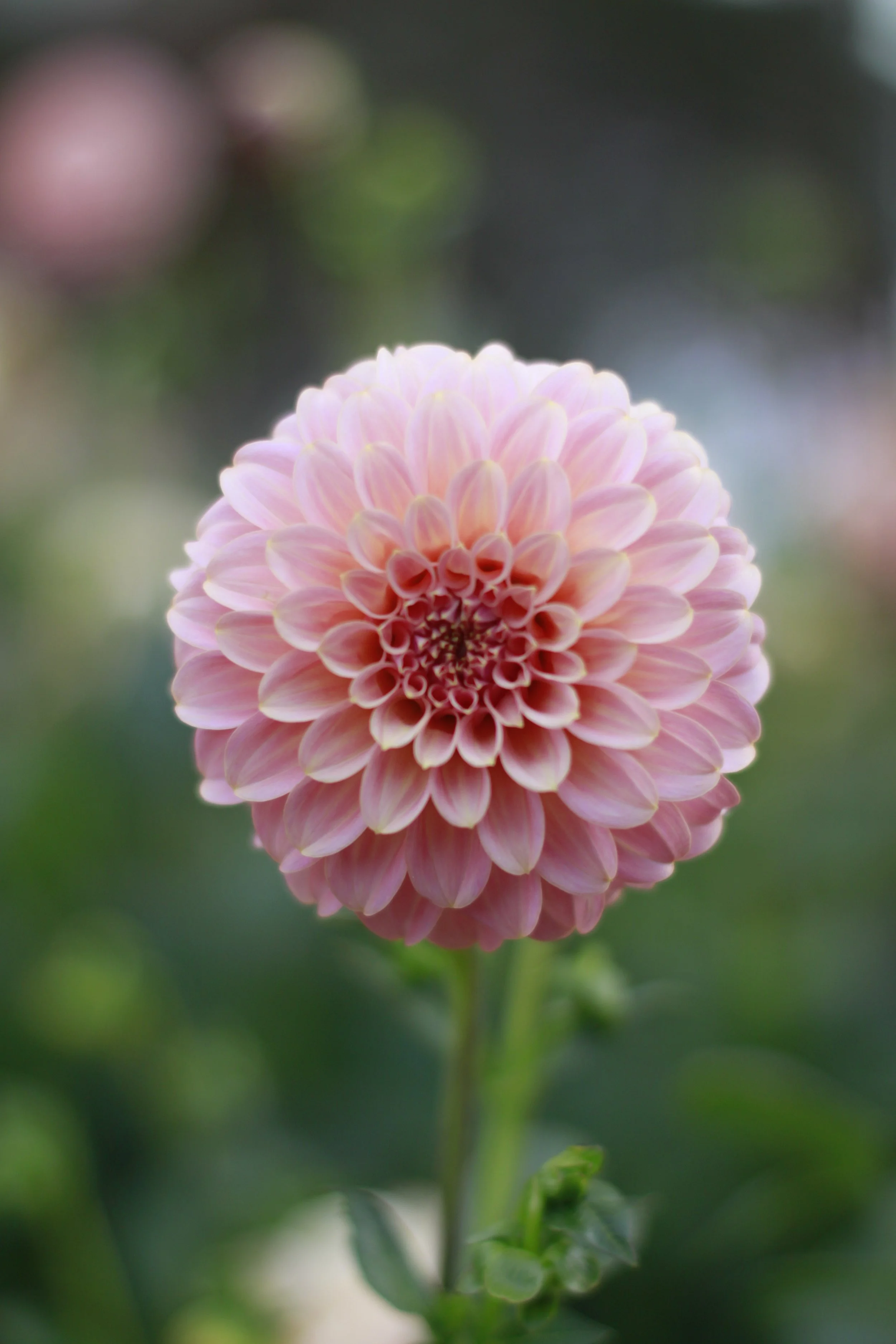 coorabell moonglow 2.JPG