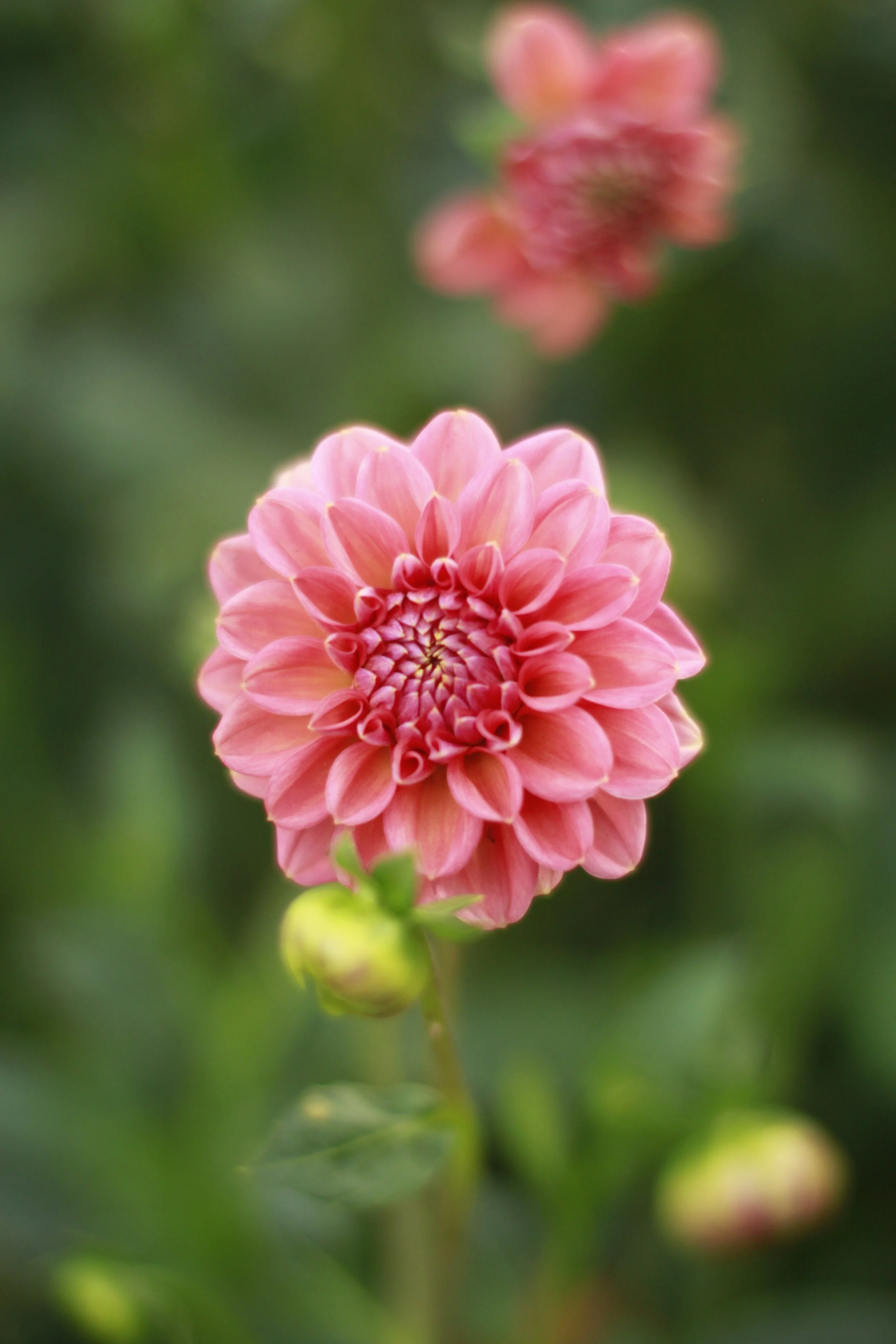 Florelie quince 6.JPG