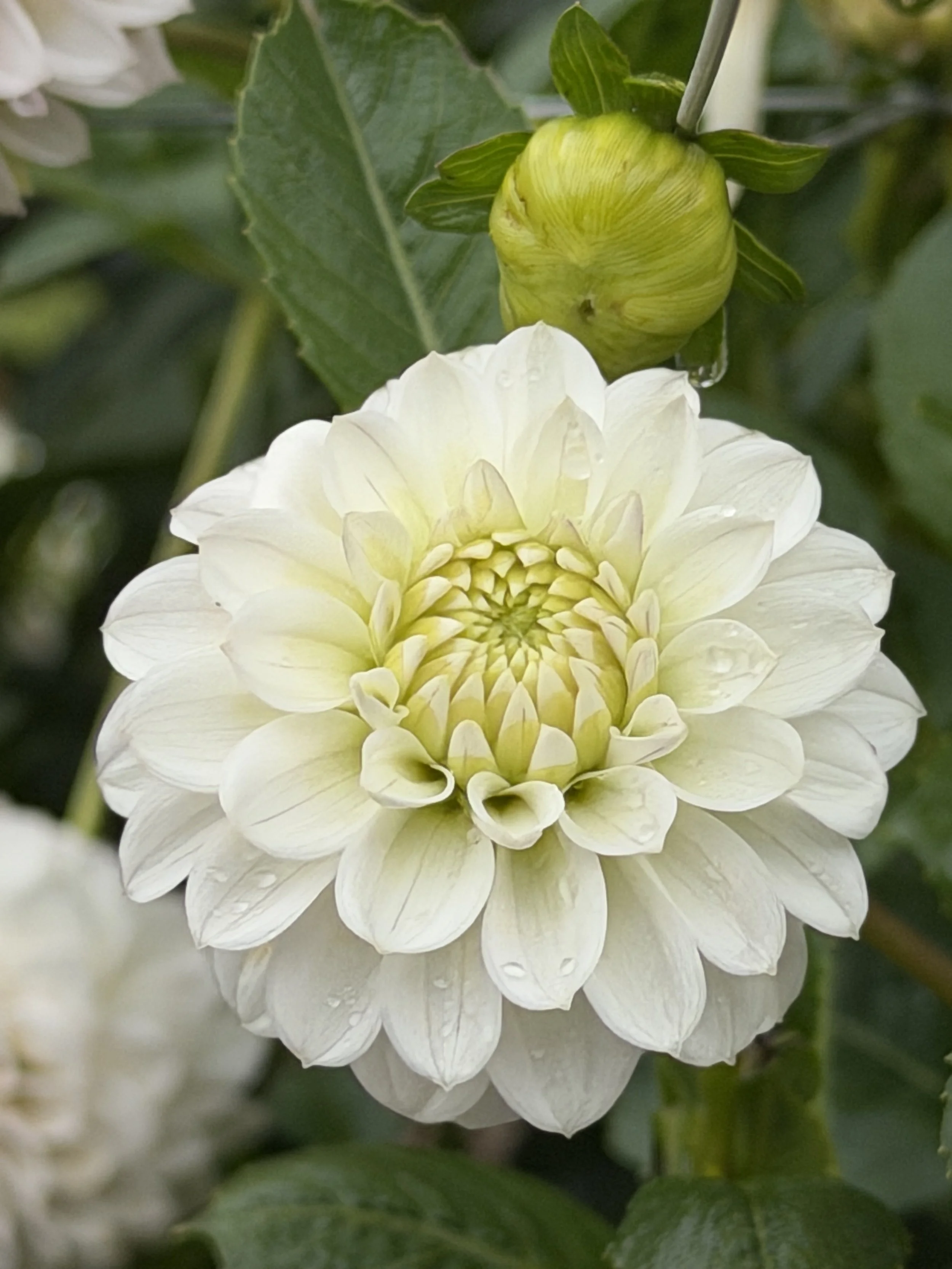 florelie cowrie 2.jpg