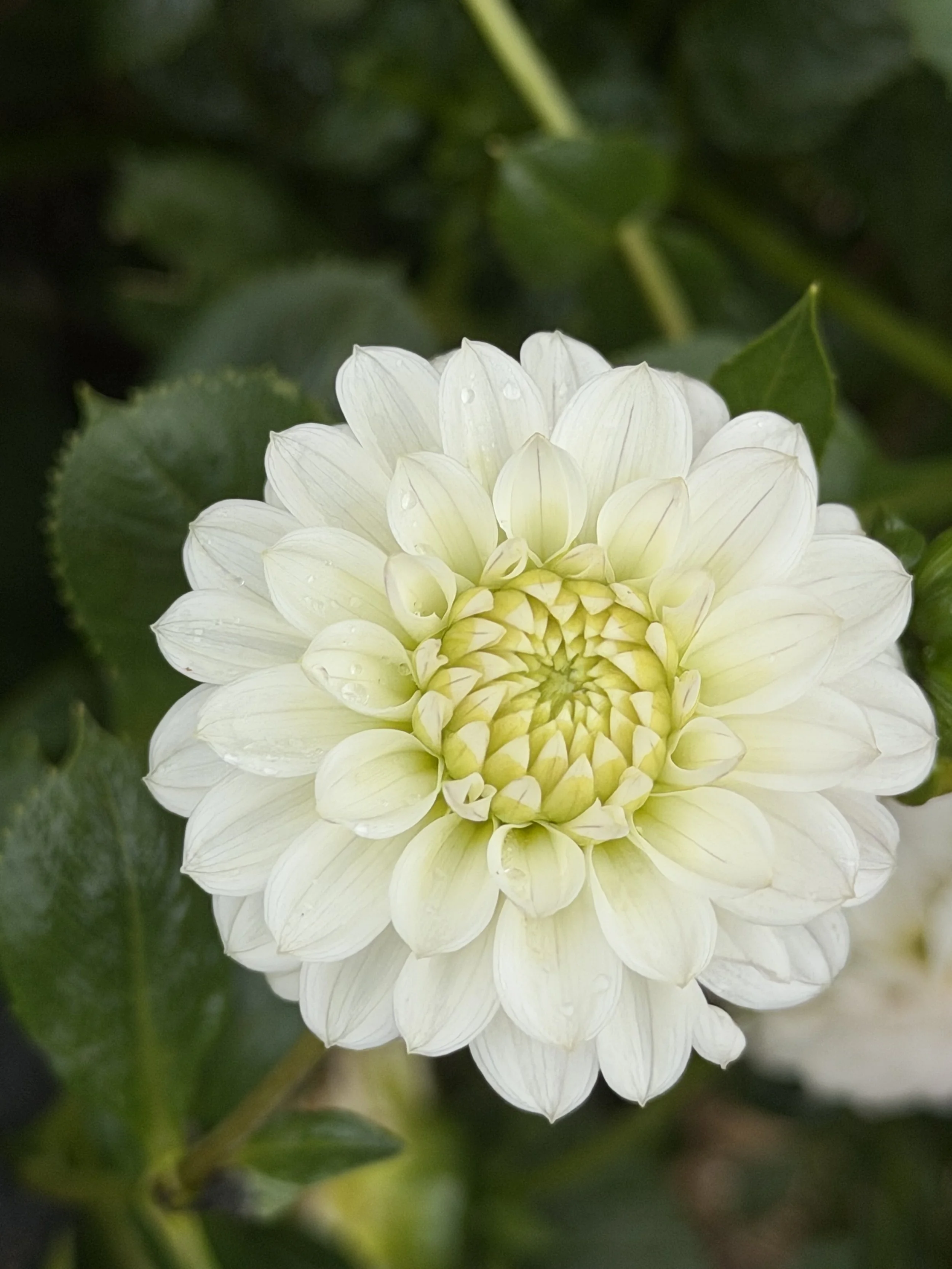 florelie cowrie 5.jpg