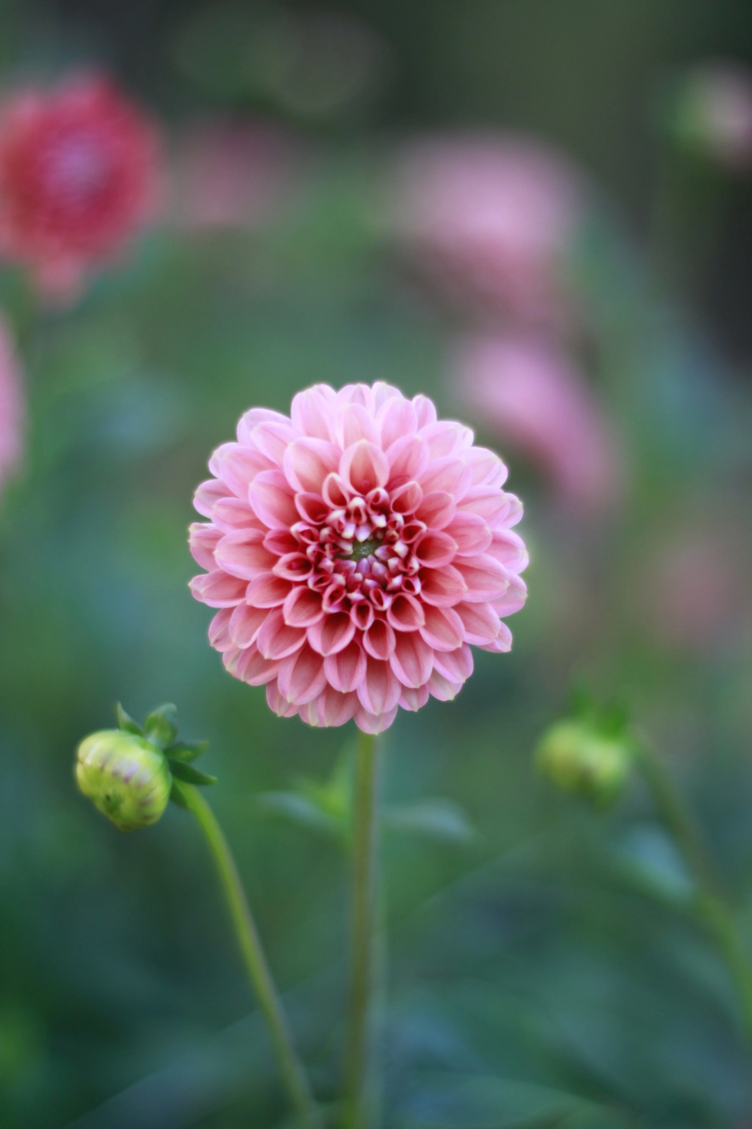 florelie quince 1.JPG