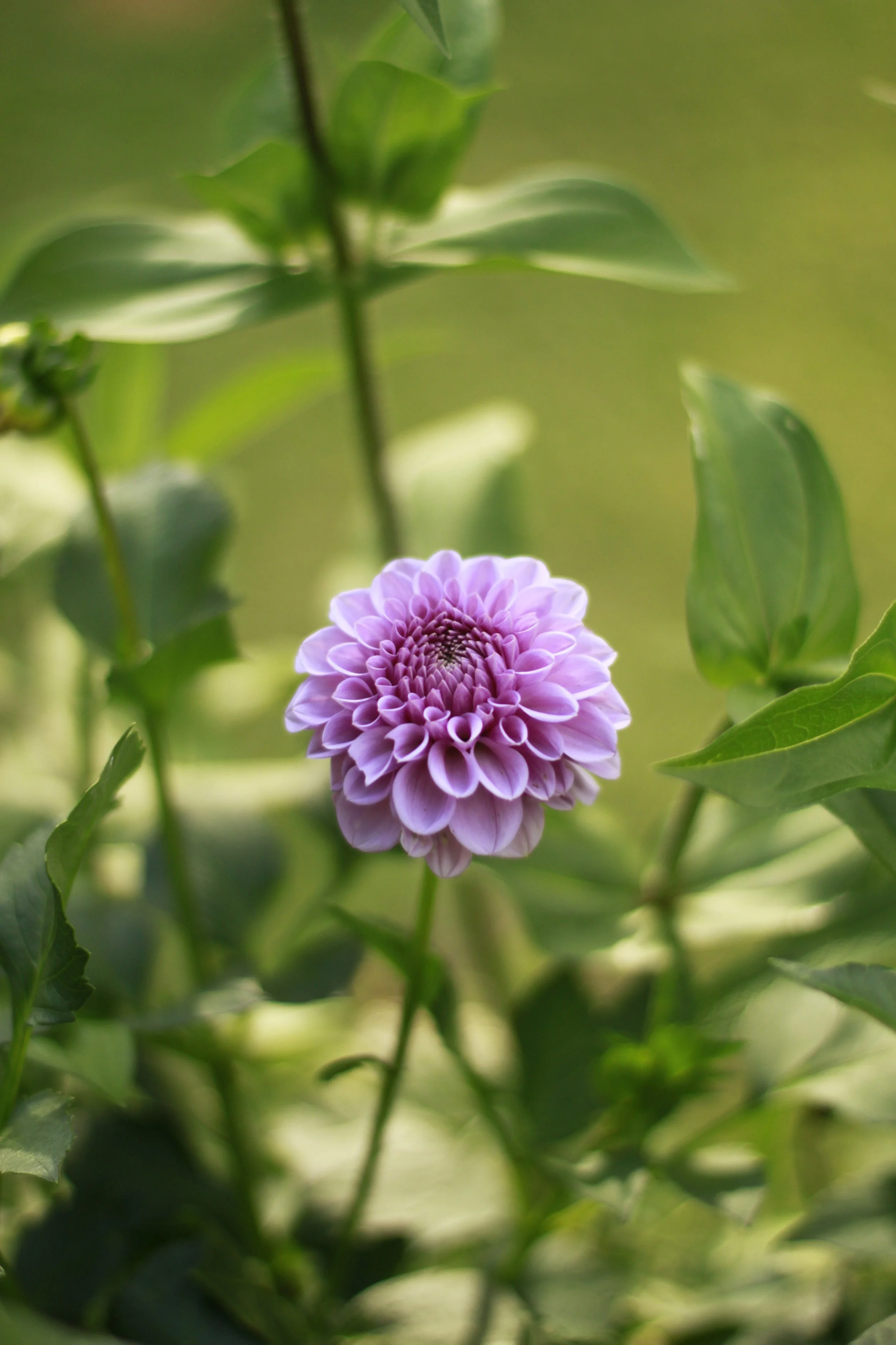 Shirley Yeoman 9.JPG