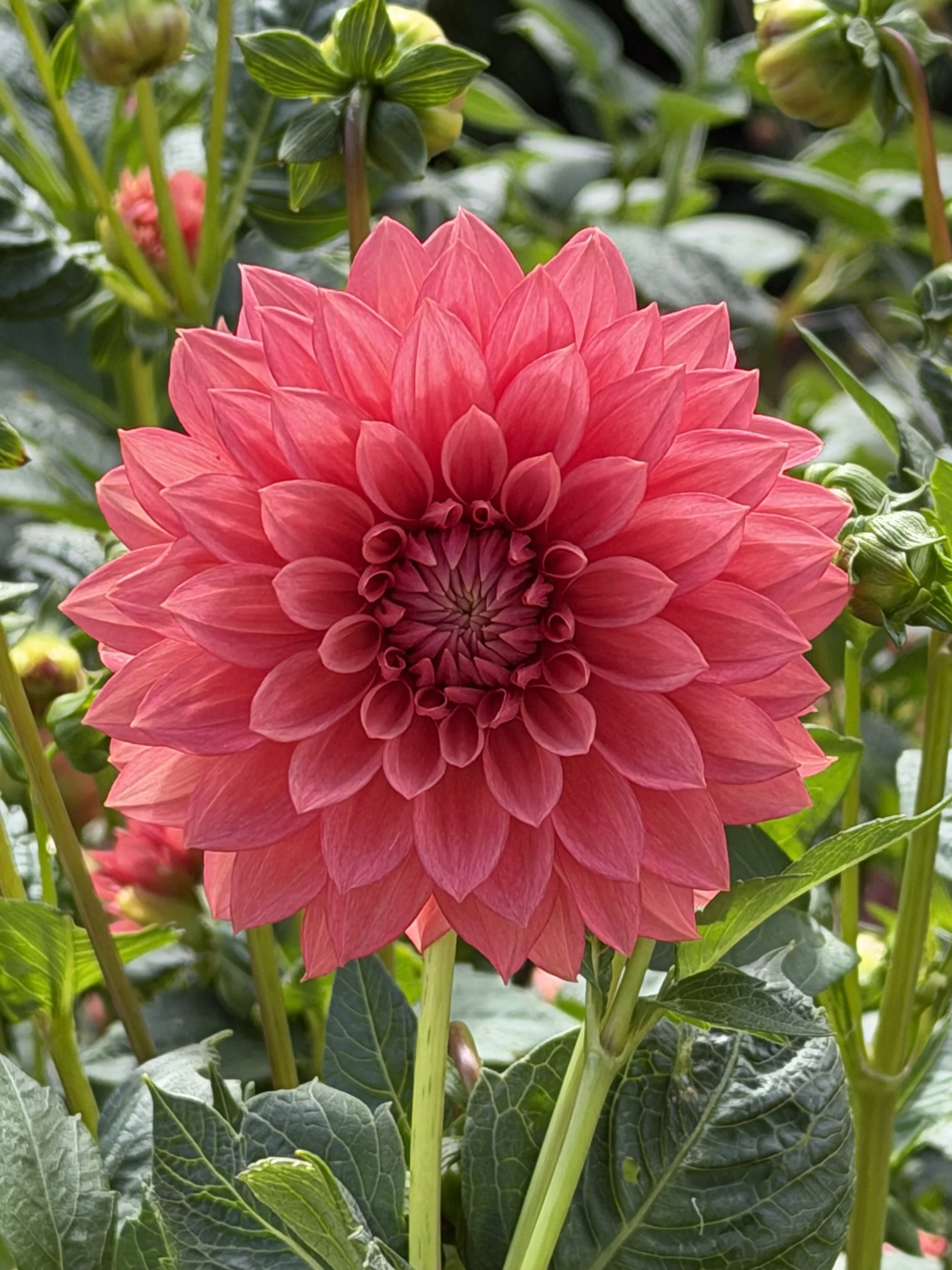 florelie paradise 3.jpg