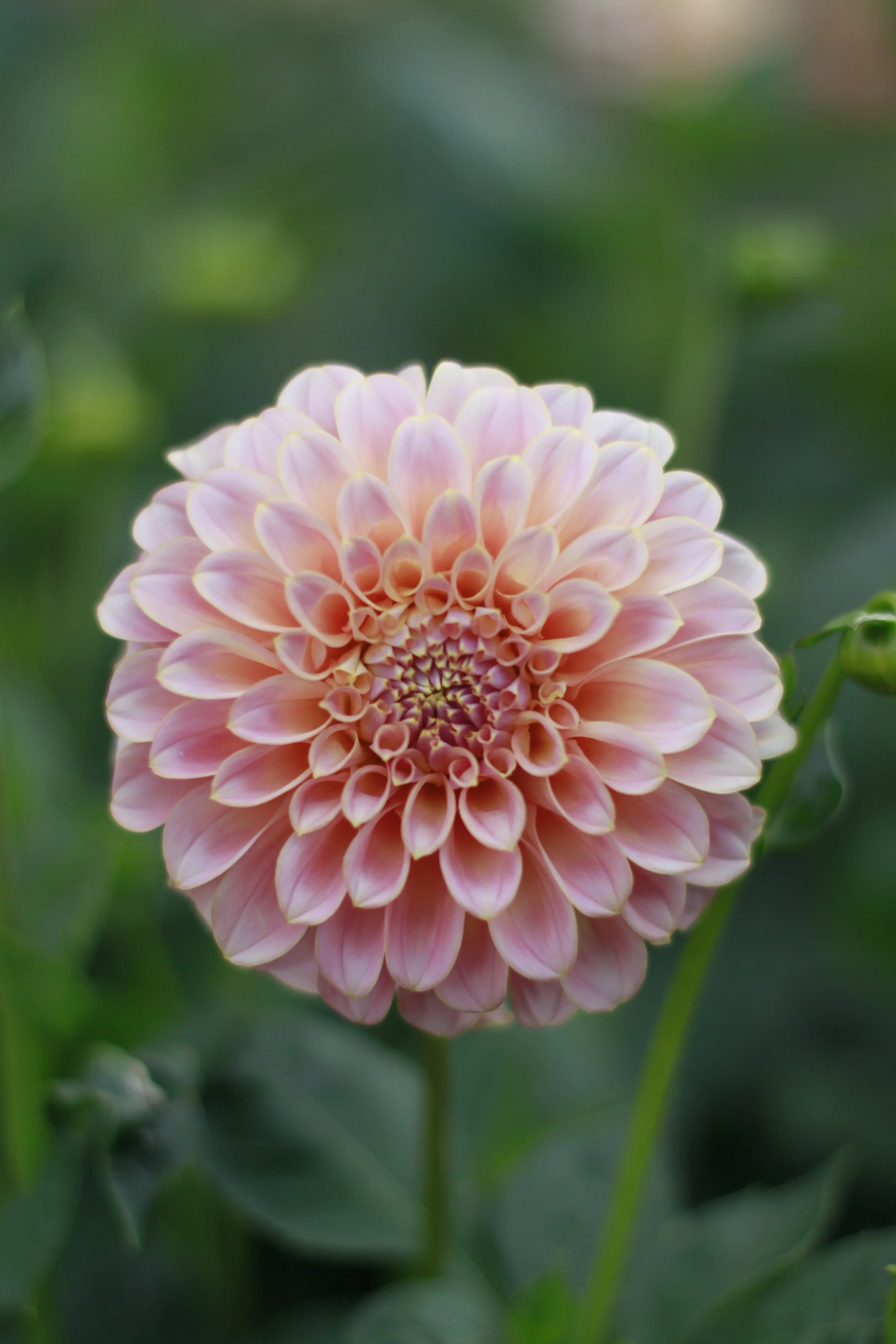 coorabell moonglow 1.JPG