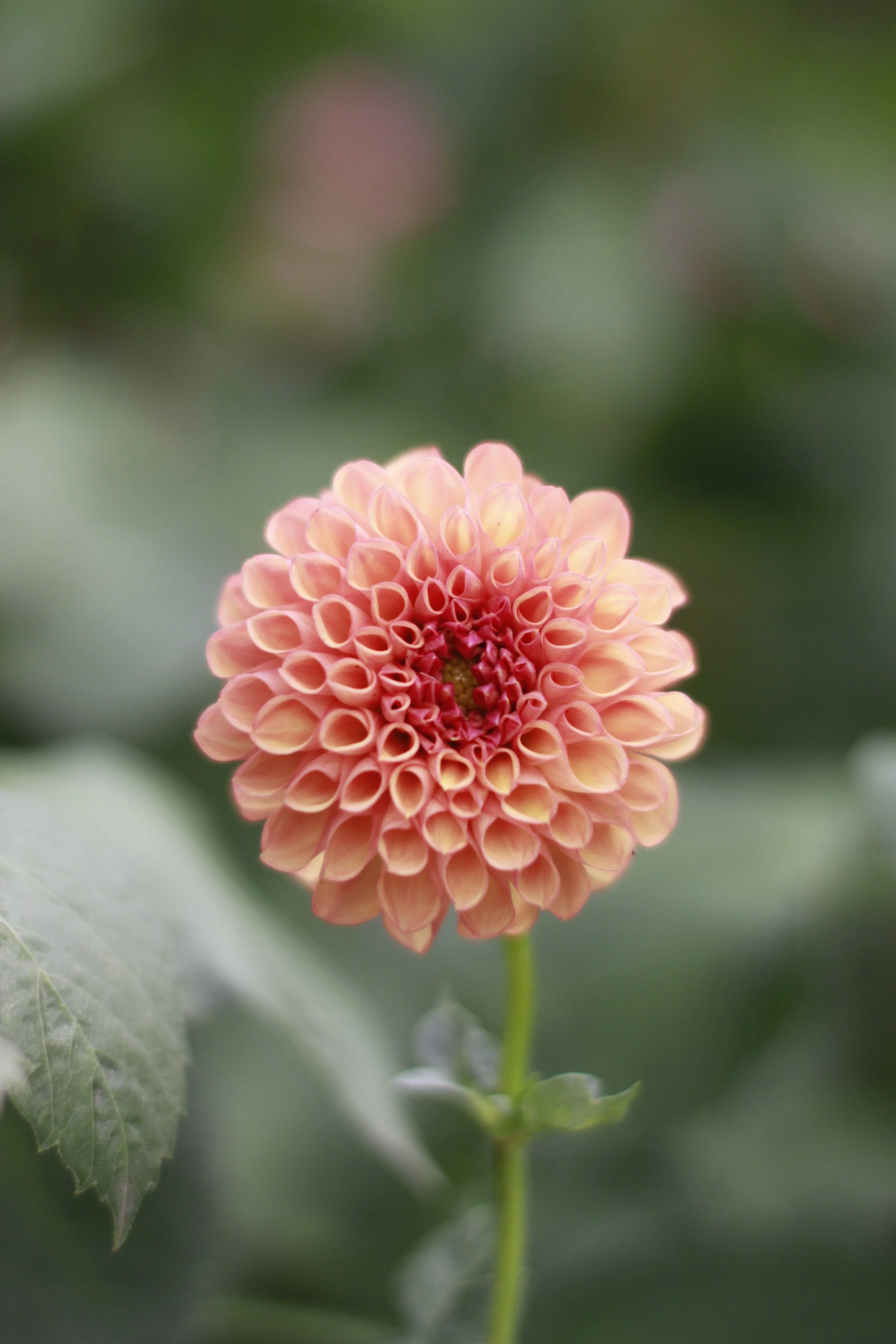 Robin Hood Dahlia Seeds (open pollinated) x 5