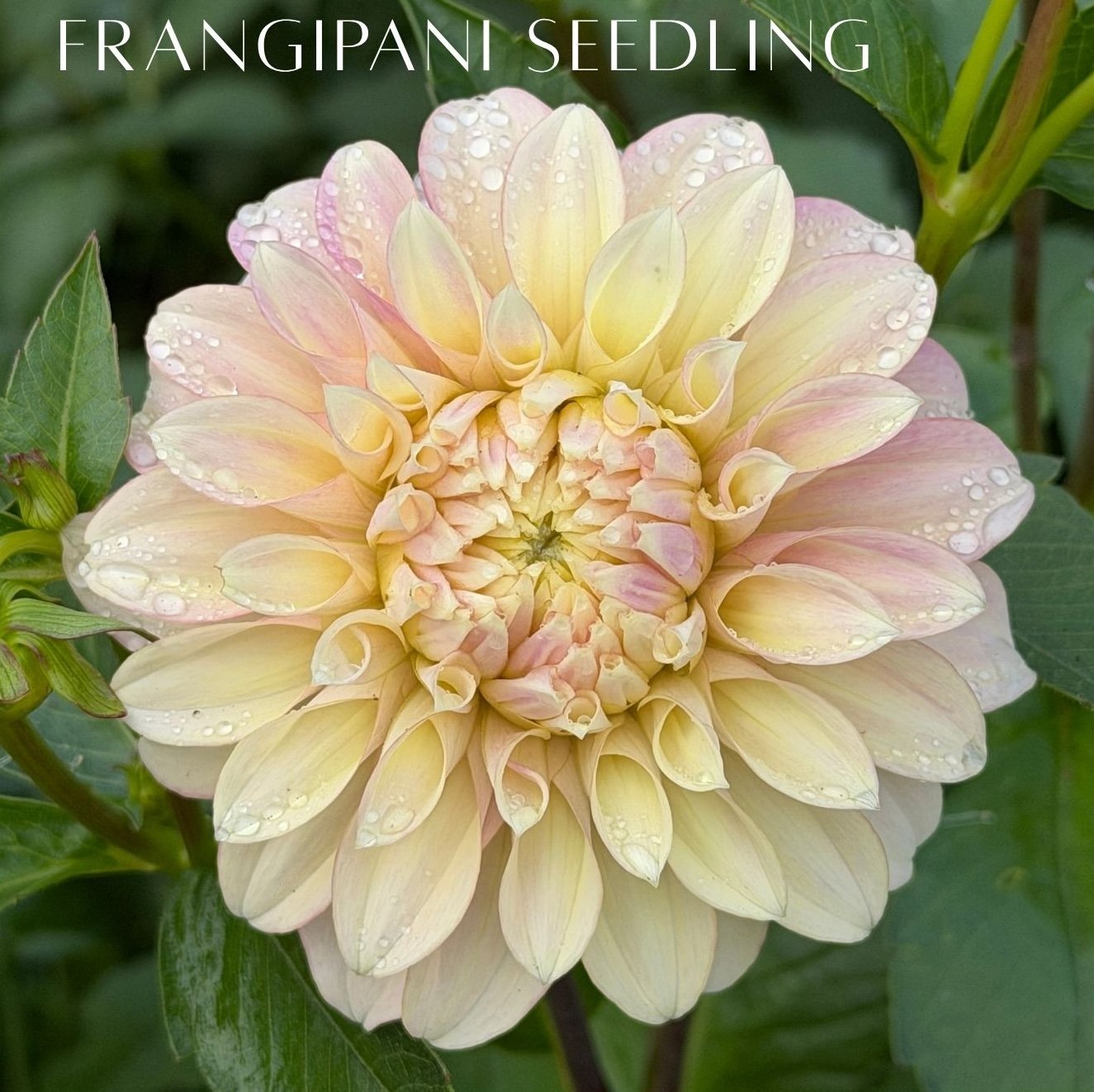 frangipani seedling.jpg