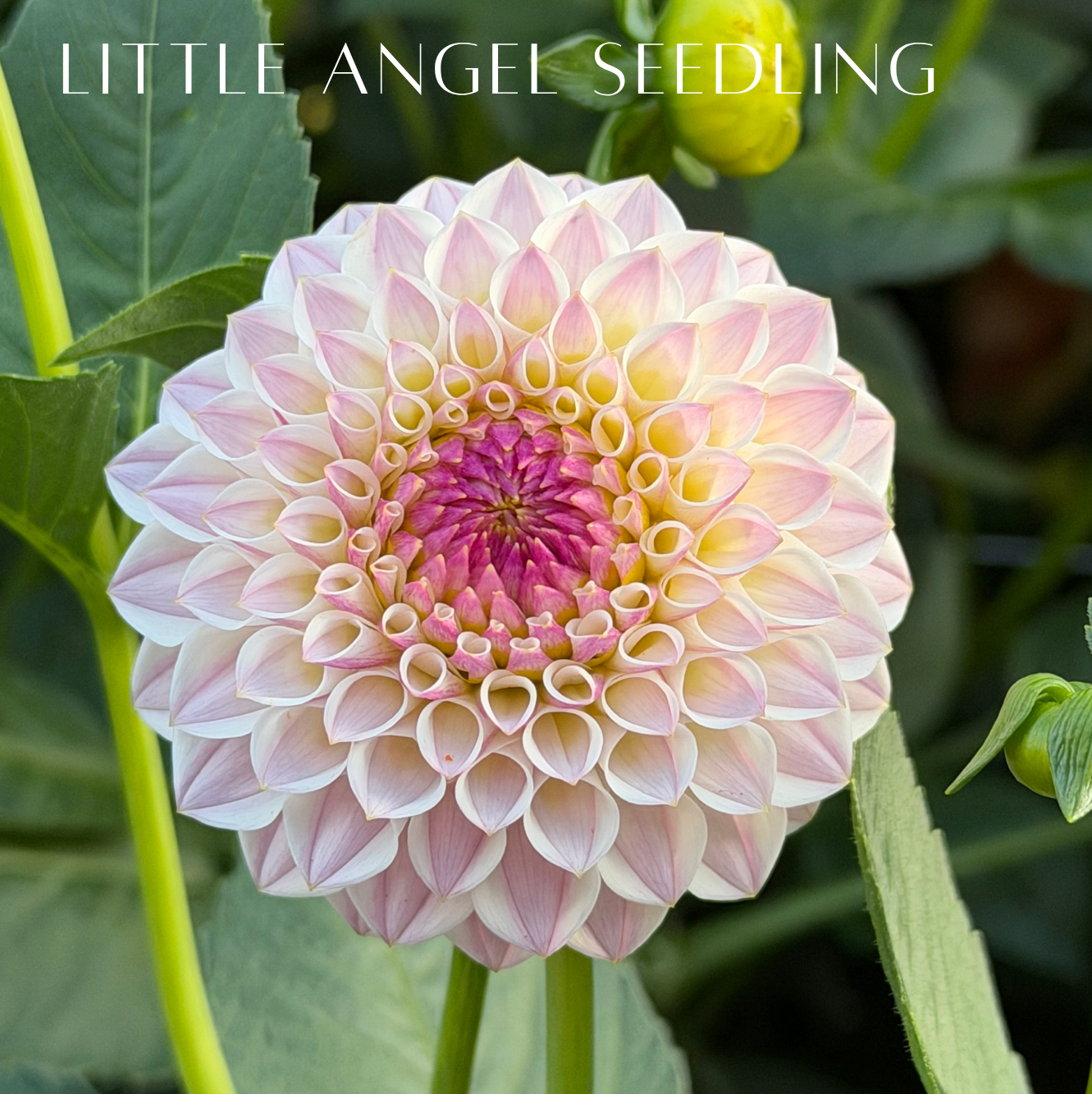 Little Angel seedling.png