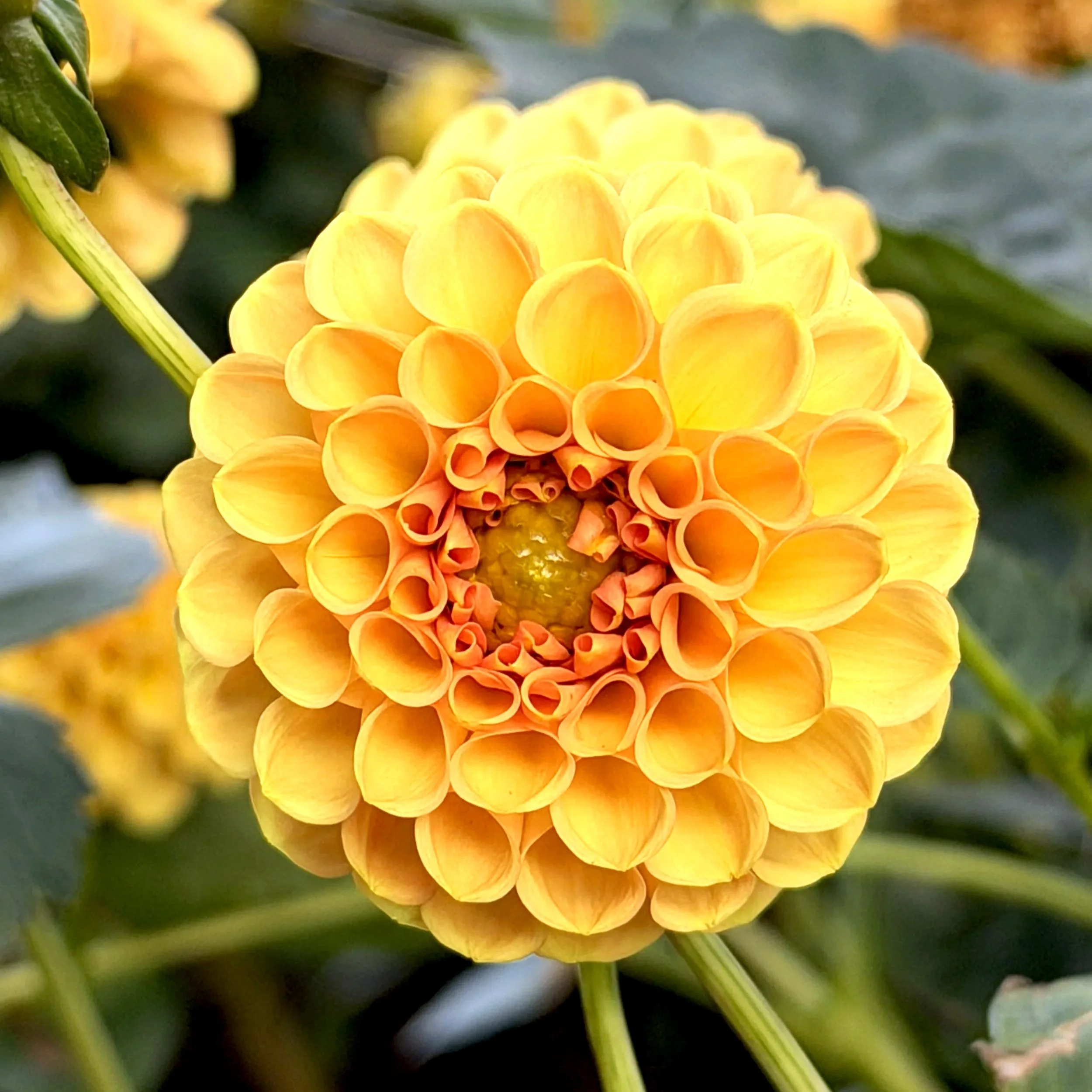 orange+pom+7.jpg