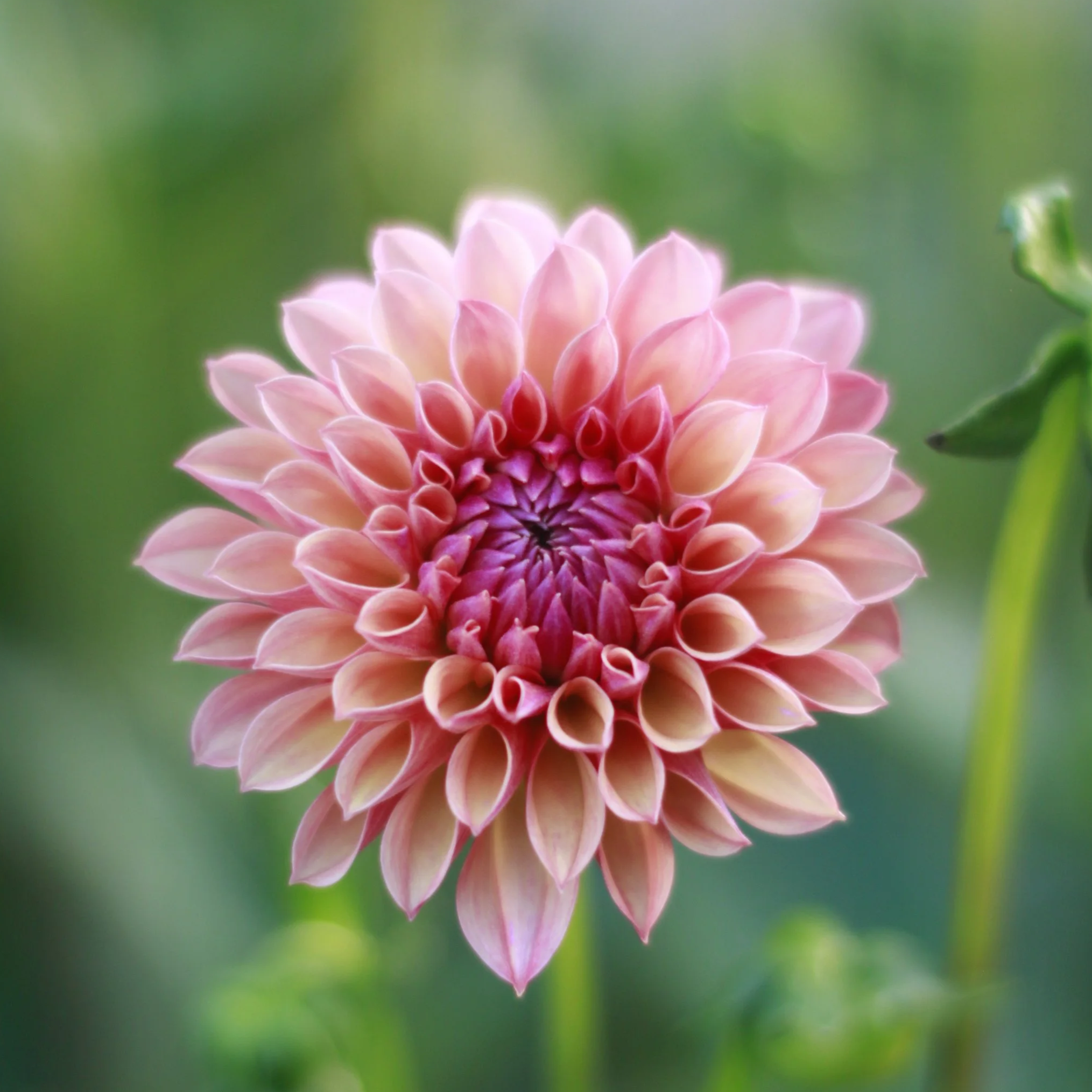 Autumn Times Dahlia Seeds (open pollinated) x 5