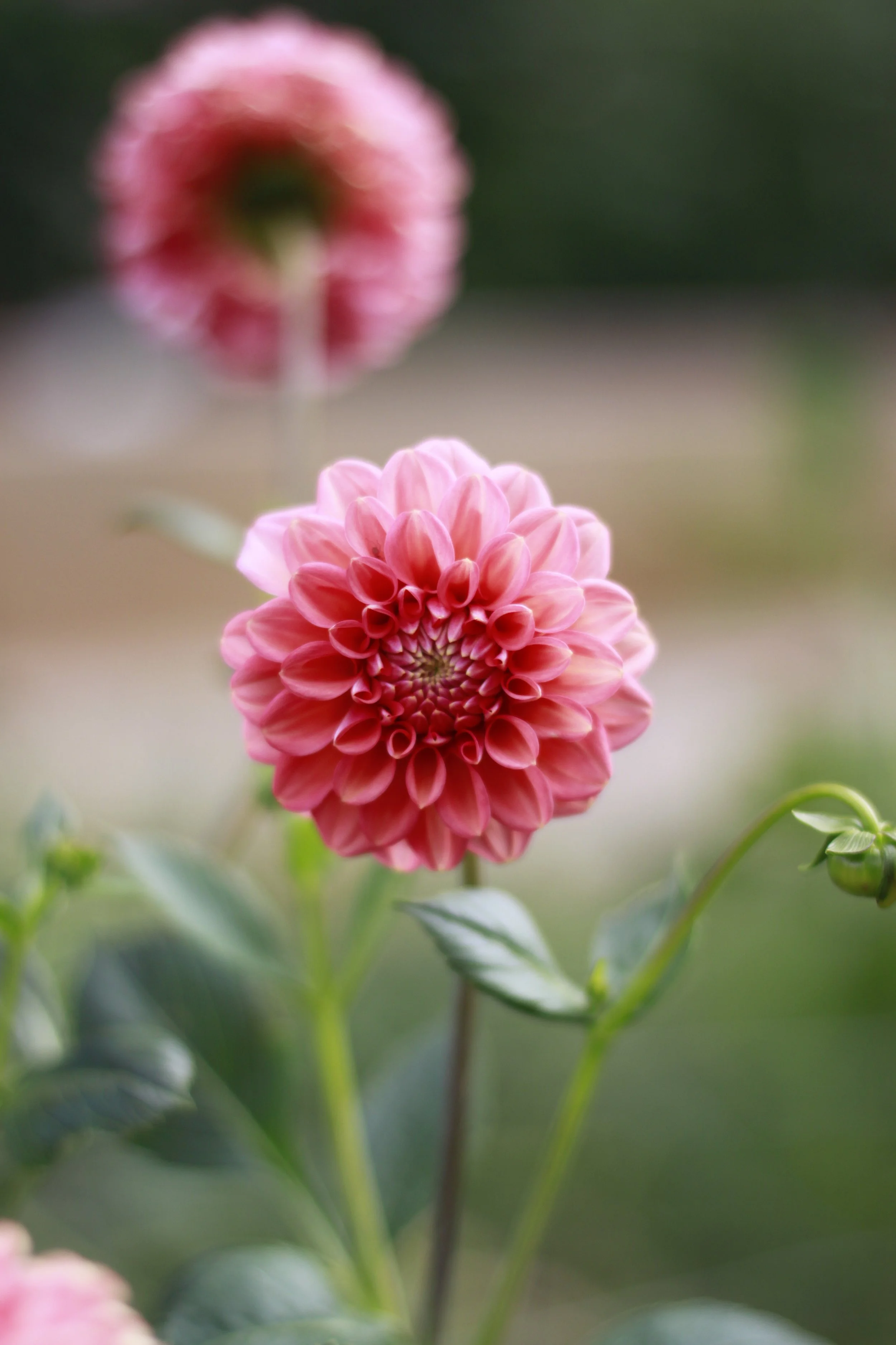 florelie quince 5.JPG