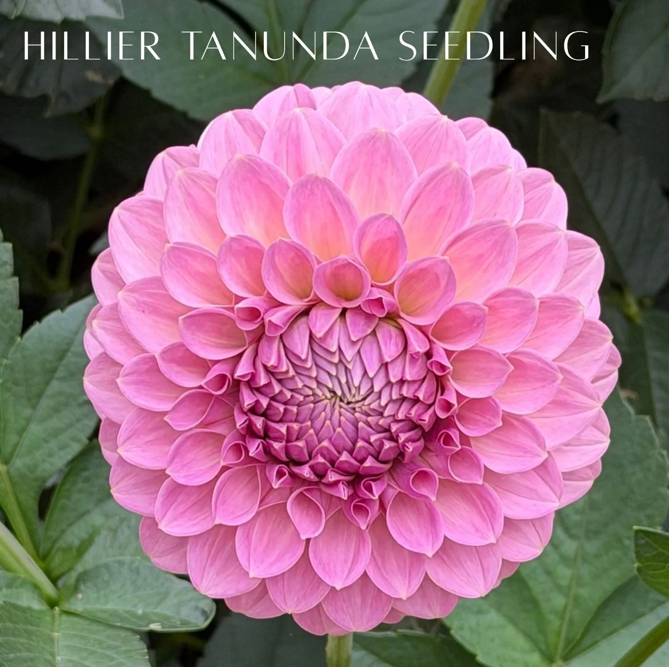hillier tanunda Seedling.jpg