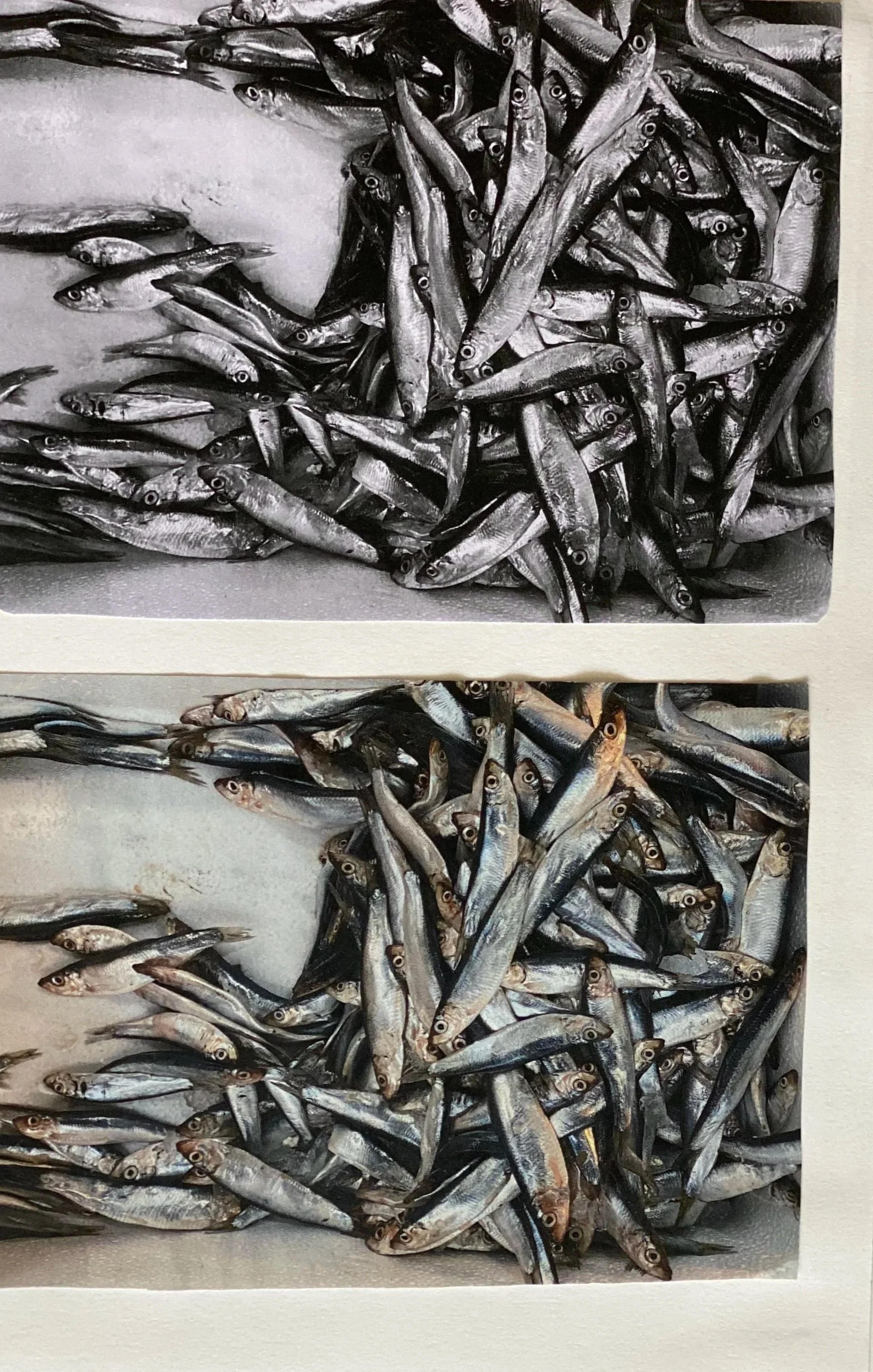 Fish Photo, Bandra Market