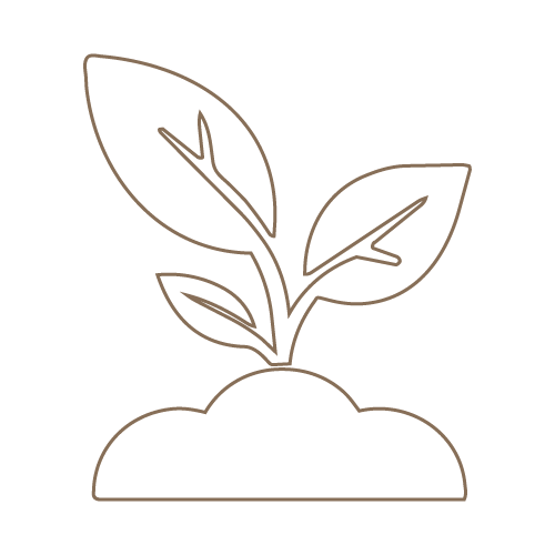 Line drawing of a small plant with leaves growing in soil.