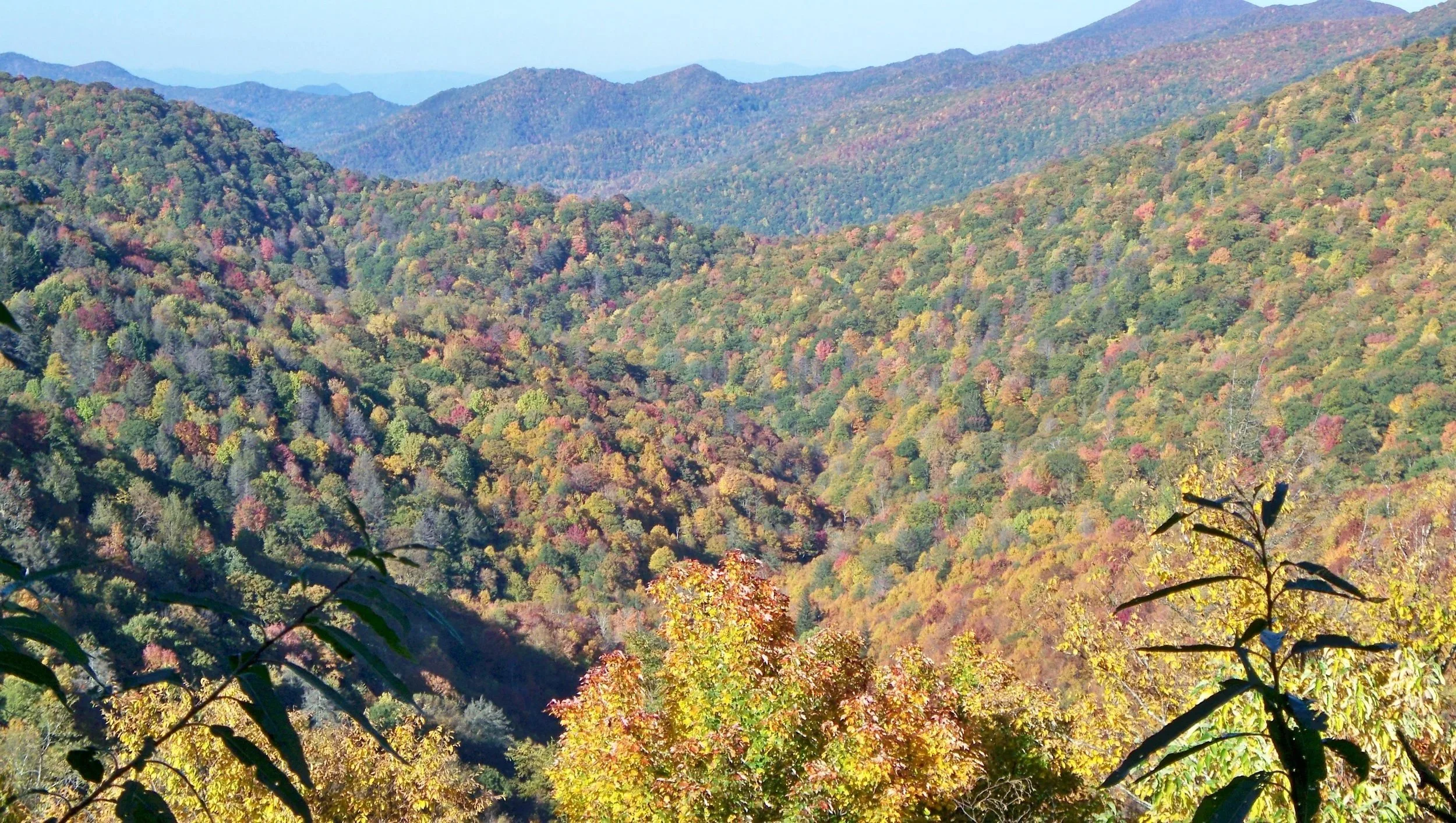 Fall Colors
