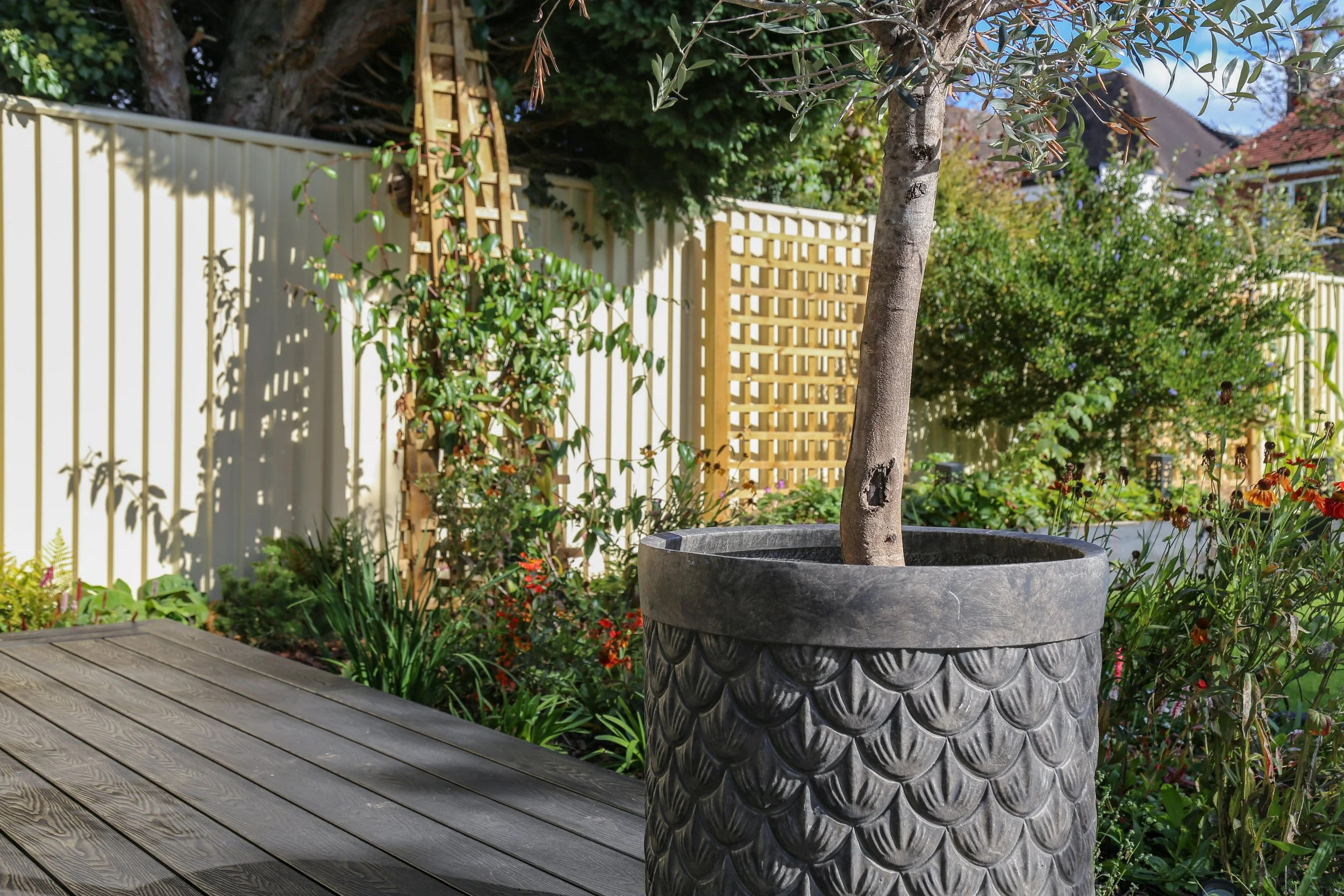 A potted olive tree in a garden with a composite deck, surrounded by green plants, shrubs, and flowers, and a white fence in the background.