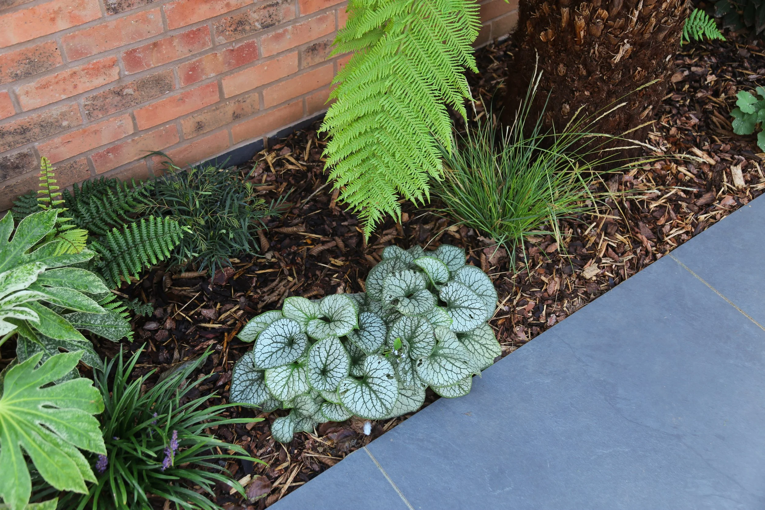 Various plants growing in a landscaped garden bed against a brick wall, with mulch covering the soil and a section of gray stone paving in the foreground.