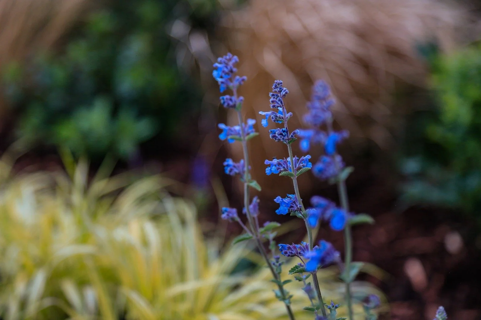 Close-up of purple flowering plant in a garden with blurred green and brown background.