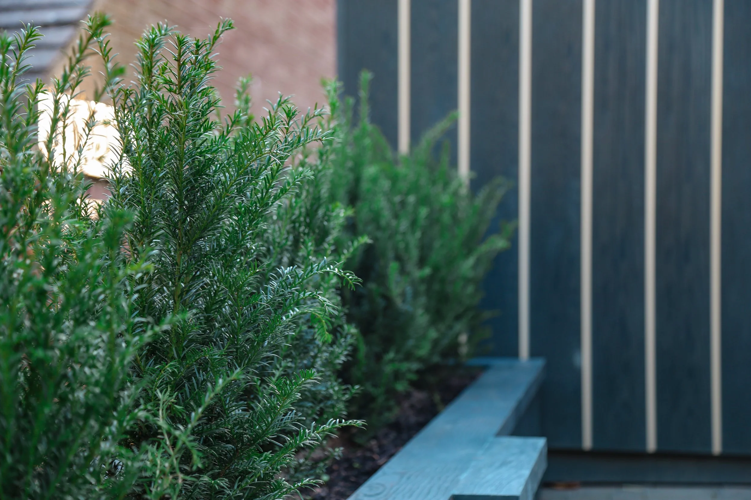 Evergreen bushes planted in a raised planting bed to provide screening from a neighbouring property  in Warwickshire