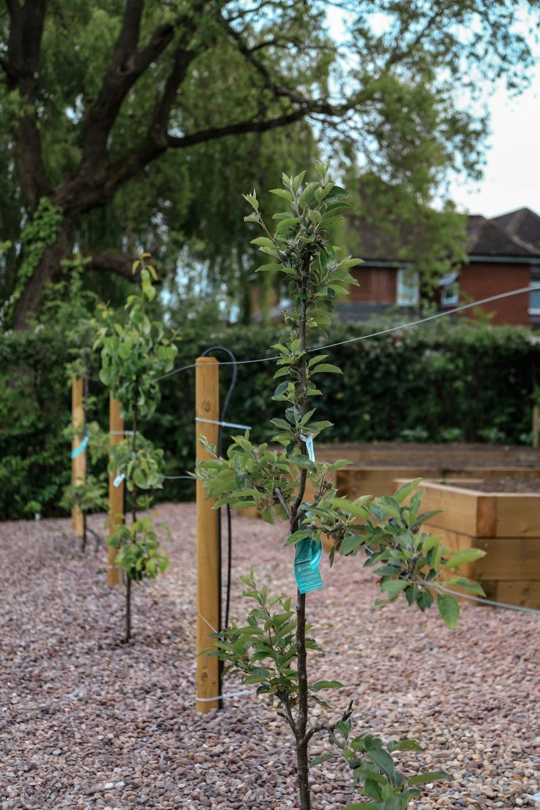 Young trees planted in a garden, supported by wooden stakes and wires, with a wooden planter and trees in the background.